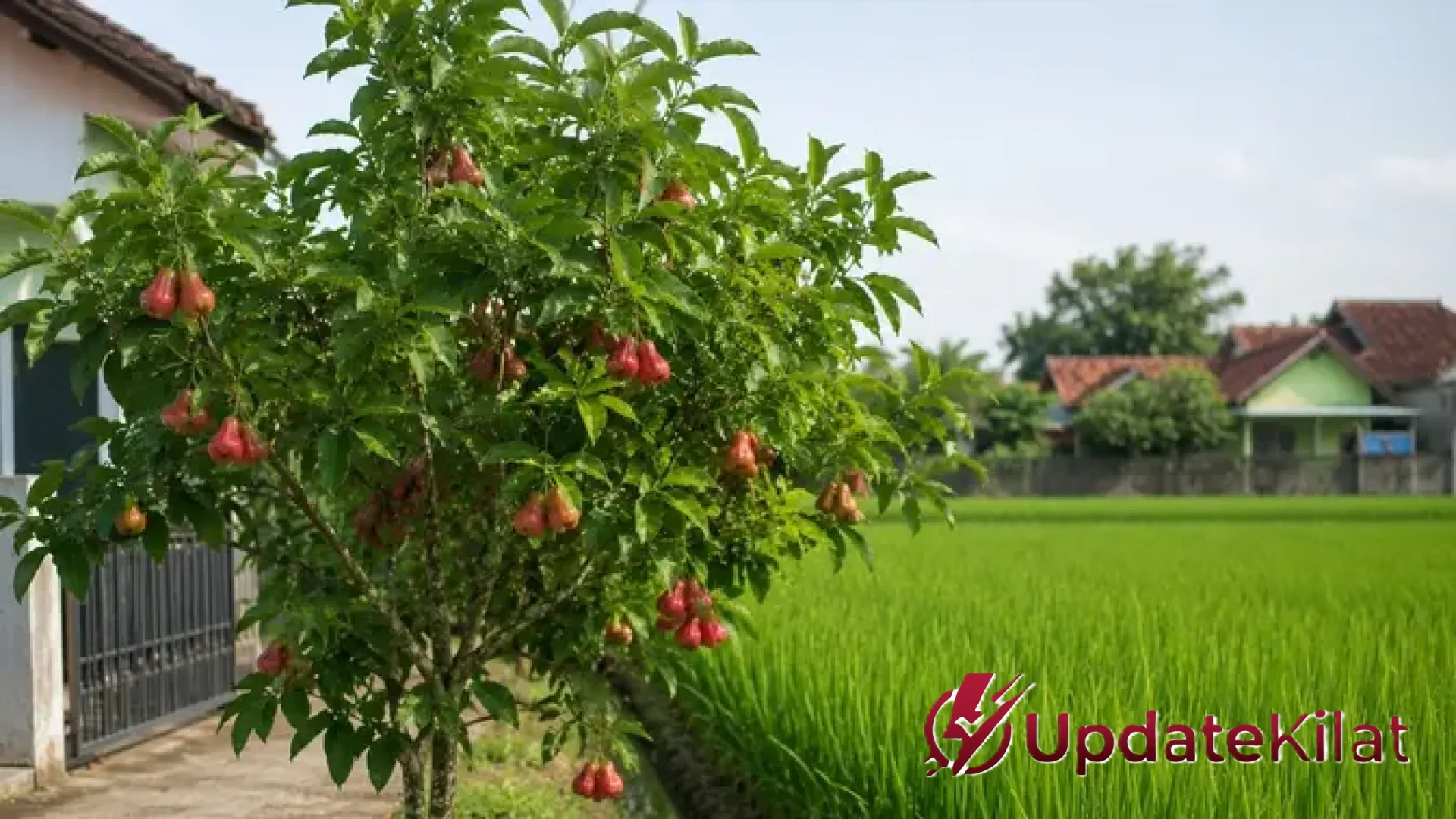 Strategi Panen Ganda: Mengenal 7 Pohon Buah Pendamping Padi yang Tak Rakus Nutrisi
