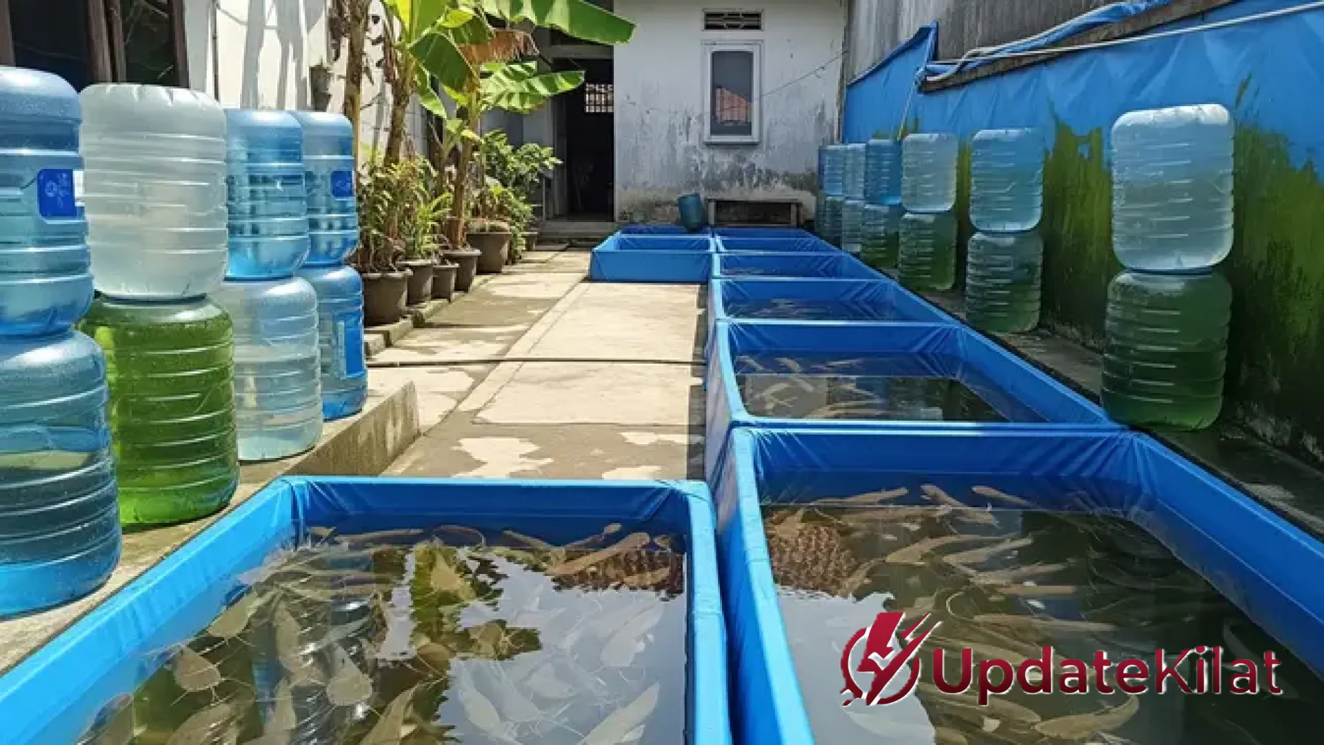 Strategi Ternak Ikan Rumahan Hemat Biaya: Cara Jitu Panen Melimpah Tanpa Modal Pakan Mahal