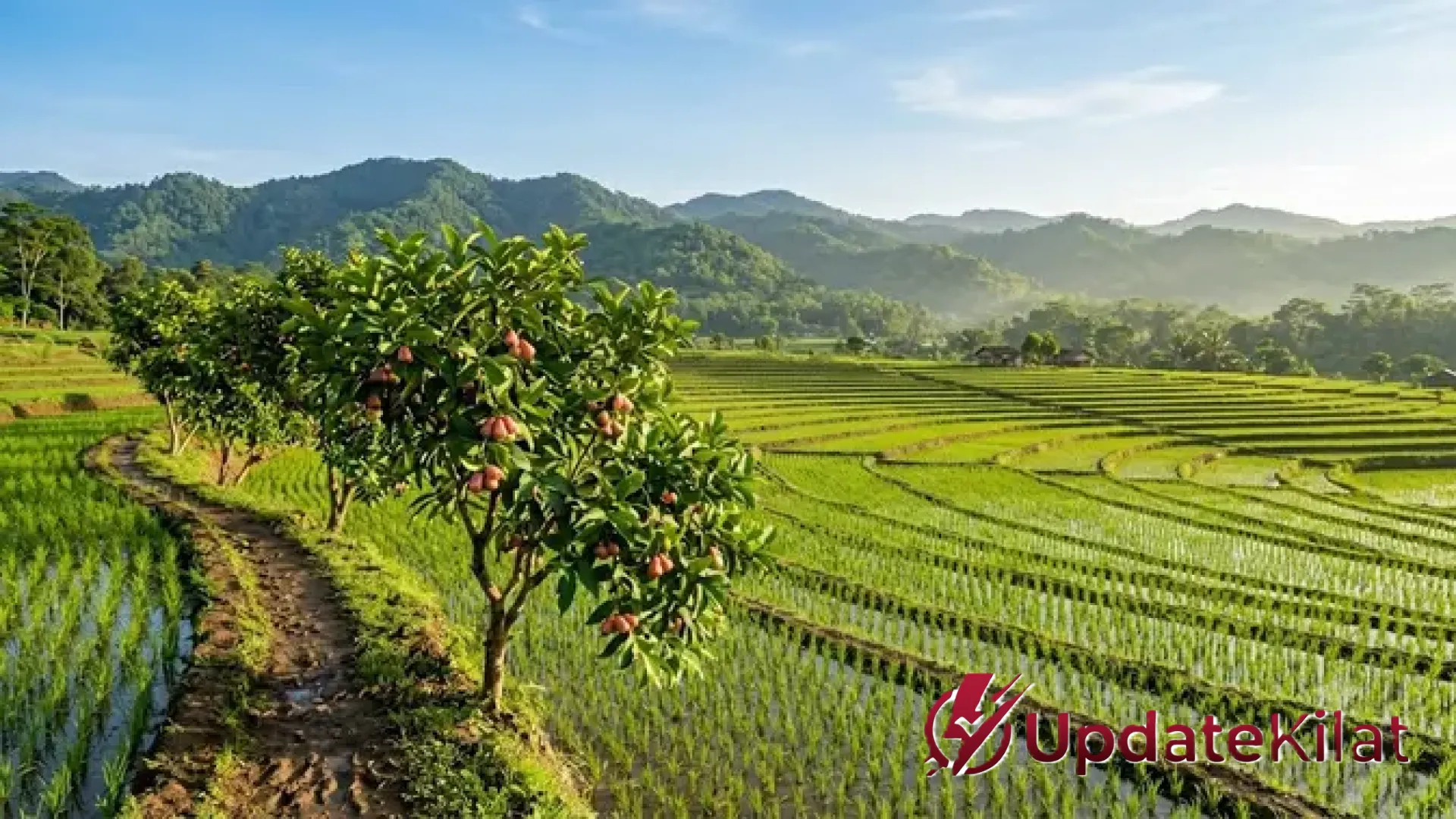 Mengubah Pematang Sawah Sempit Menjadi Lumbung Penghasilan: 7 Rekomendasi Pohon Buah Produktif