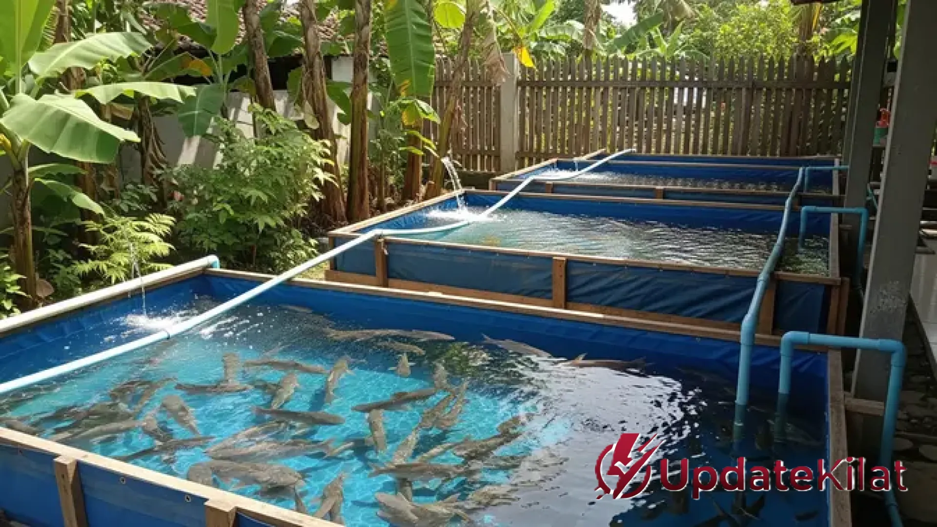 8 Pilihan Ikan Konsumsi Terbaik untuk Pemula: Panduan Budidaya Cepat Panen dan Minim Risiko