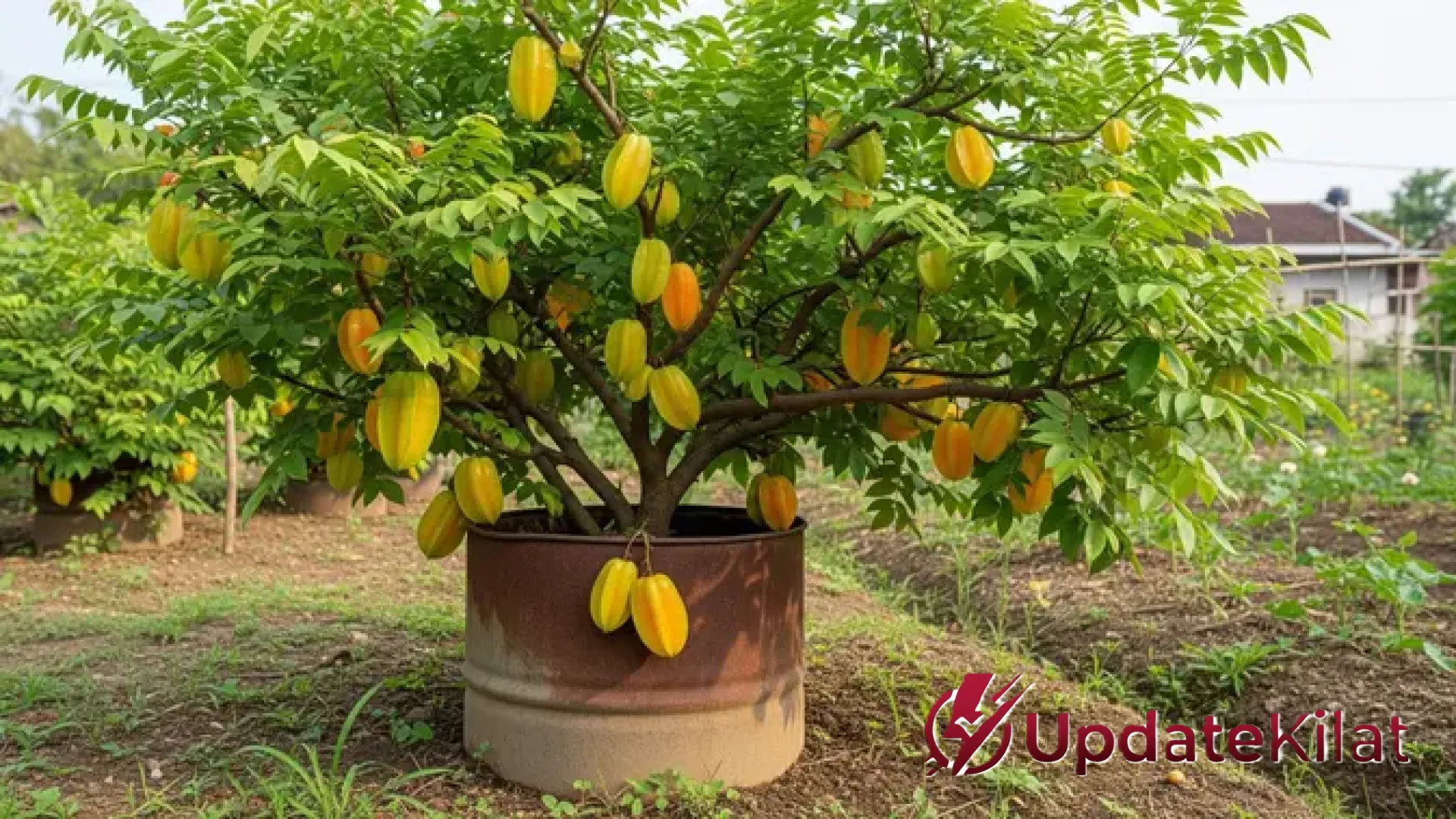 Panen Melimpah di Lahan Sempit: 8 Tanaman Buah dalam Drum Bekas yang Berbuah Sepanjang Tahun