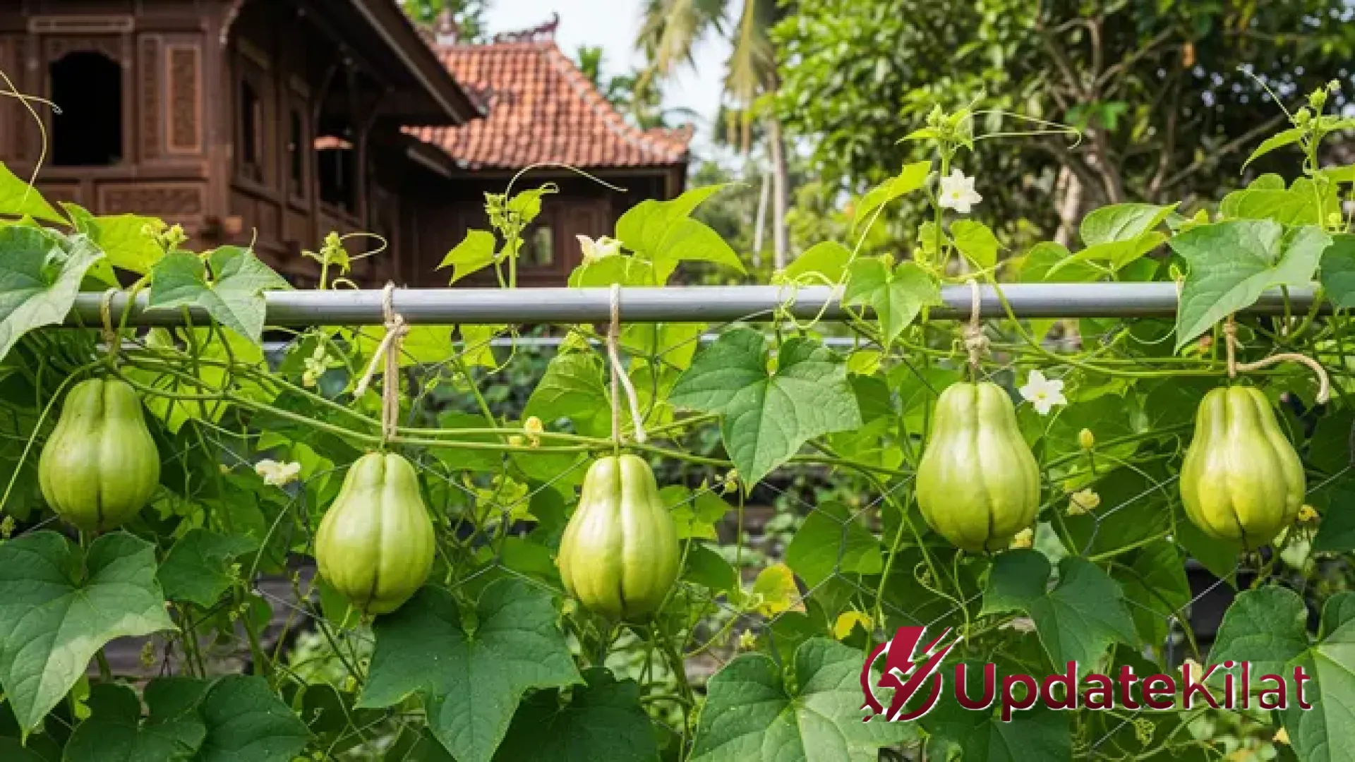 Revolusi Kebun Vertikal: 7 Rahasia Menanam Labu di Pagar Hollow Agar Buah Jumbo Tak Mudah Jatuh