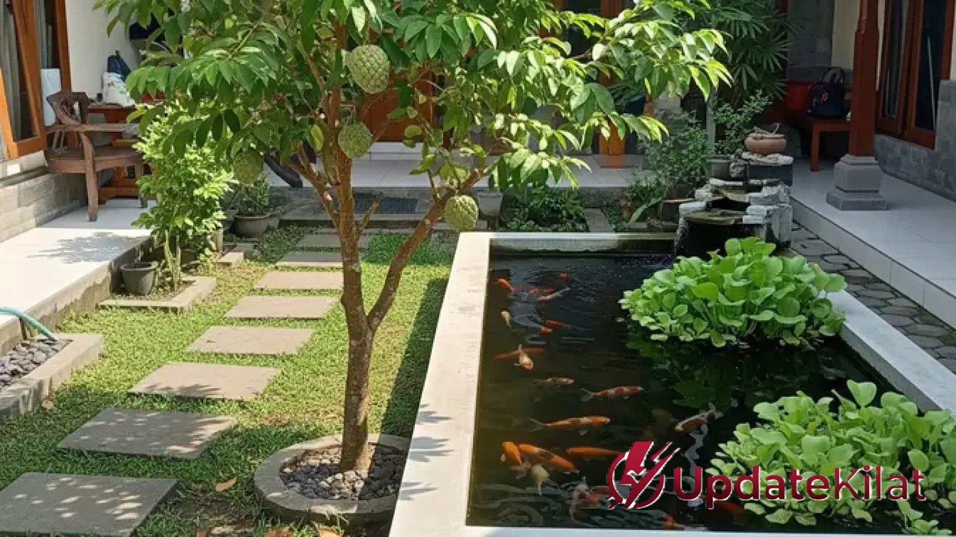 11 Pohon Buah yang Aman Ditanam Dekat Kolam Ikan Tanpa Merusak Fondasi dan Struktur