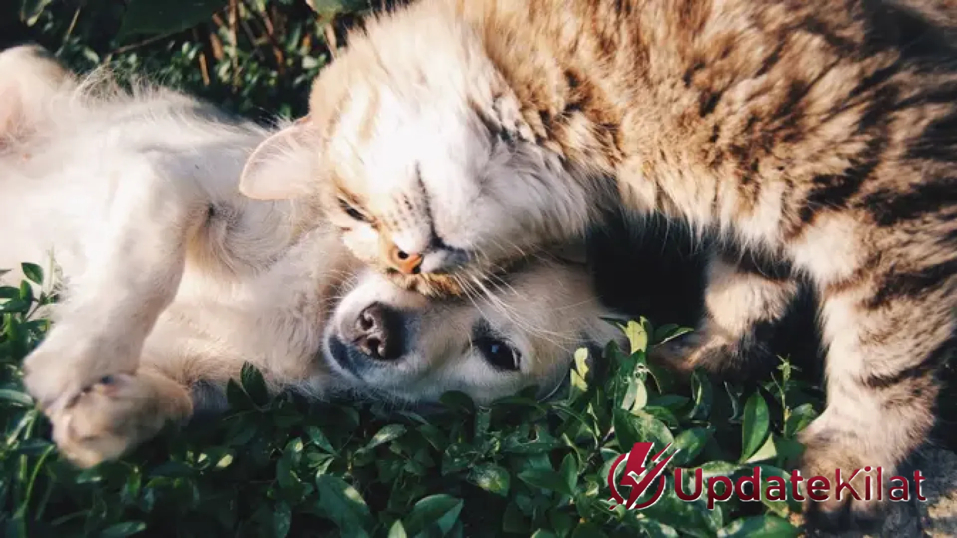 Dilema Nutrisi Anabul: Benarkah Anjing dan Kucing Butuh Sayuran? Simak Daftar Hijauan Aman Menurut Para Ahli