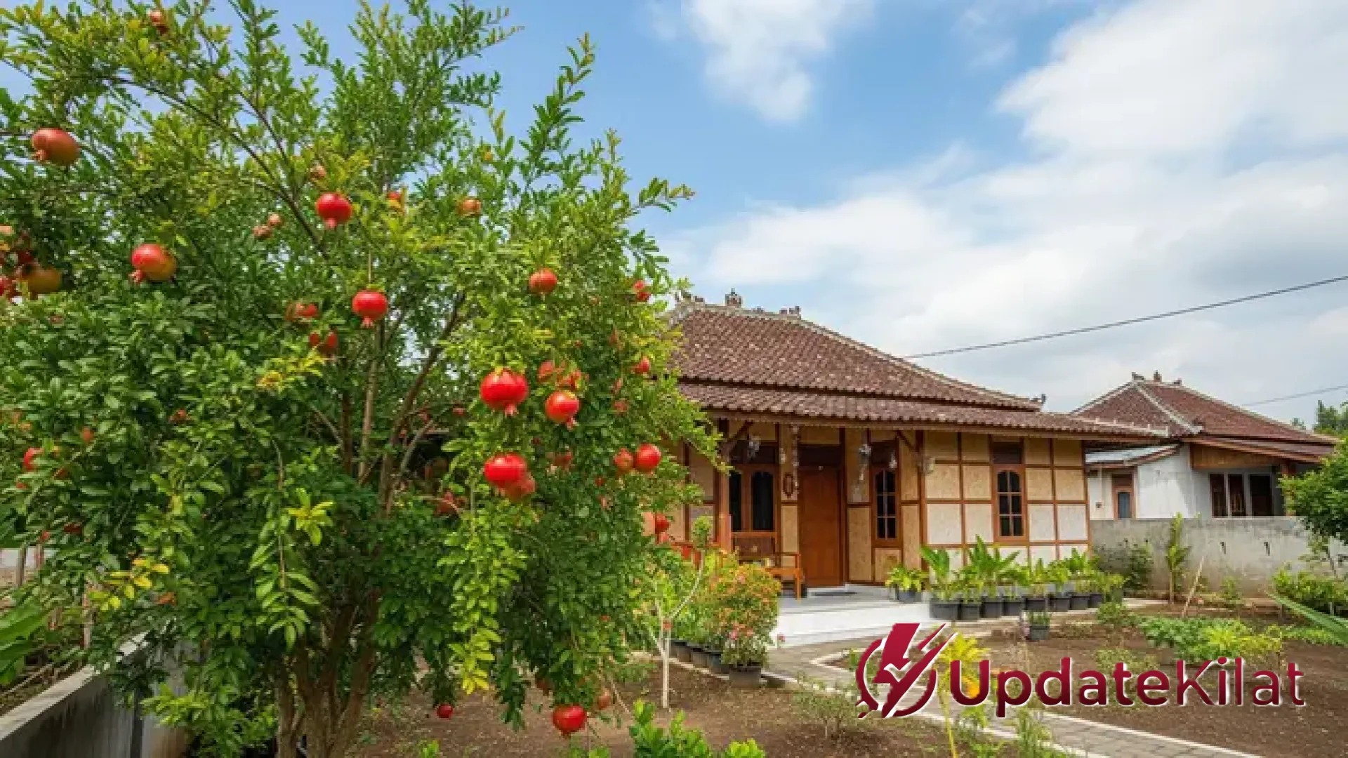 Solusi Urban Farming: 8 Pohon Buah Berakar Jinak yang Aman bagi Fondasi dan Tetangga