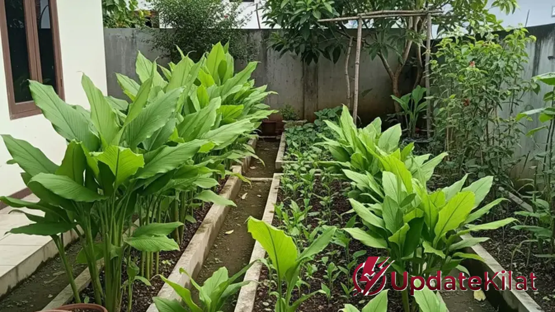 Investasi Hijau: 13 Jenis Tanaman Non-Buah yang Bisa Menjadi Tabungan Hidup Masa Depan