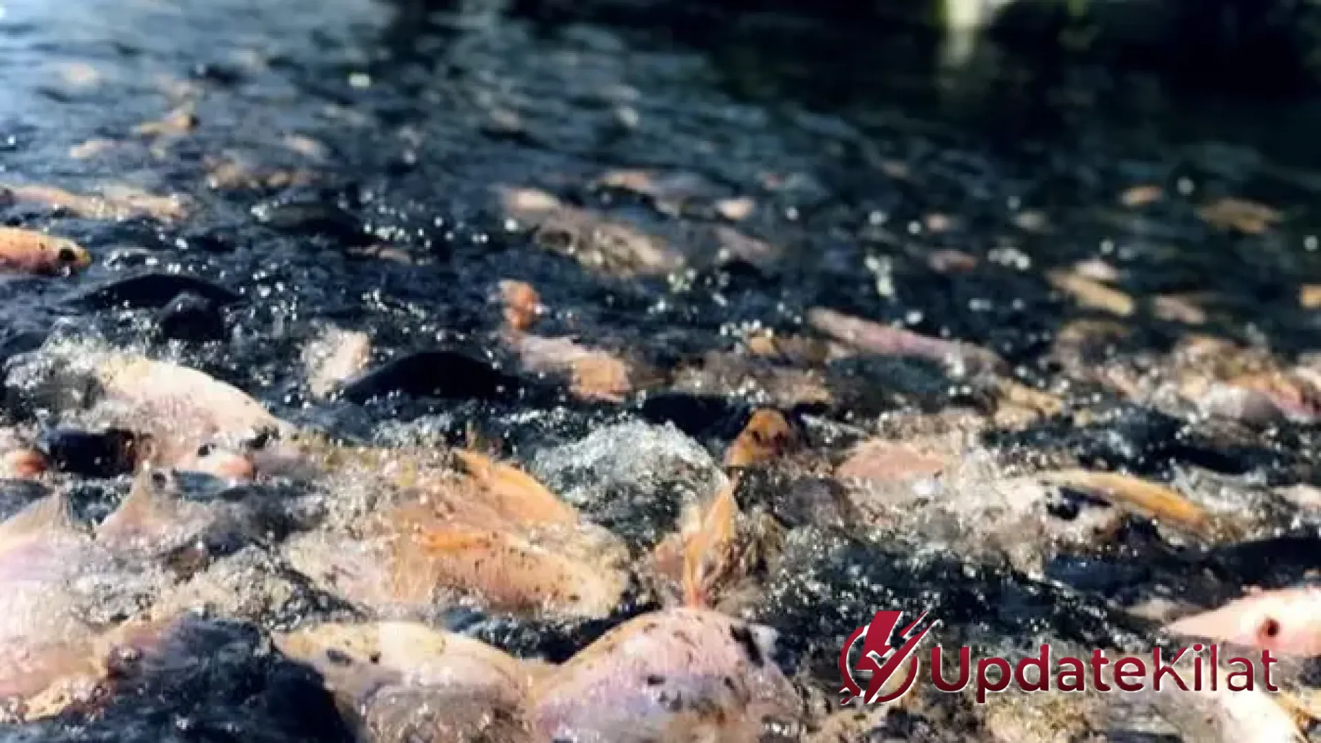 7 Jenis Ikan Konsumsi dengan Harga Paling Stabil: Pilihan Cerdas Budidaya di Tengah Fluktuasi Pasar