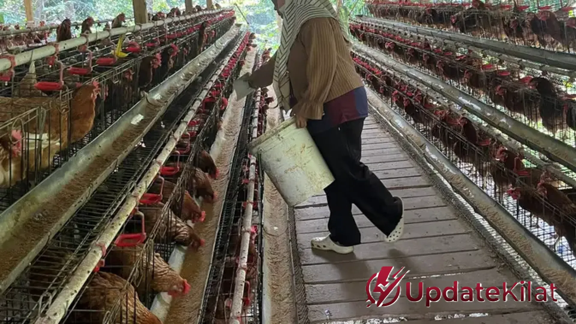 Kisah Inspiratif Nahtadia: Transformasi Eks Buruh Pabrik Menjadi Pengusaha Ayam Petelur Beromzet Puluhan Juta