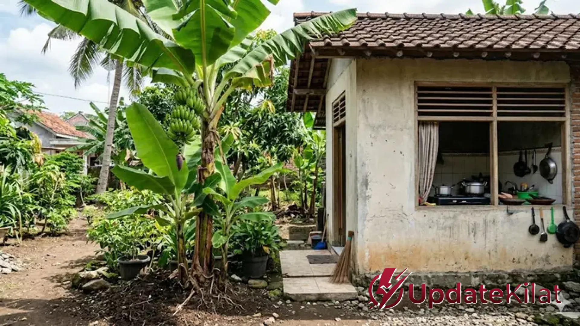 8 Rekomendasi Pohon Buah Berakar Dangkal: Solusi Hijau di Dekat Dapur Tanpa Takut Fondasi Rumah Rusak