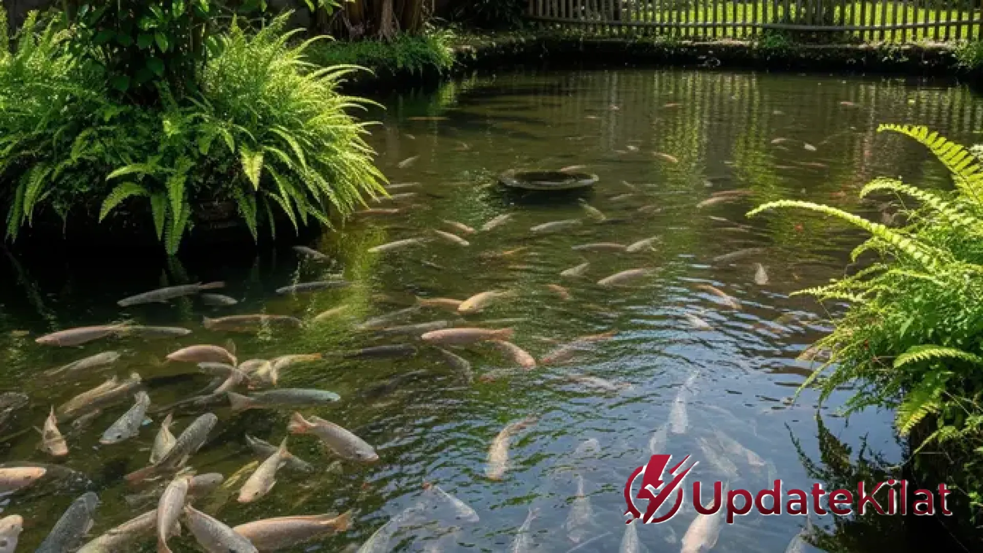 7 Jenis Ikan Air Tawar Cepat Besar dan Irit Pakan: Strategi Budidaya Minim Modal Cuan Maksimal