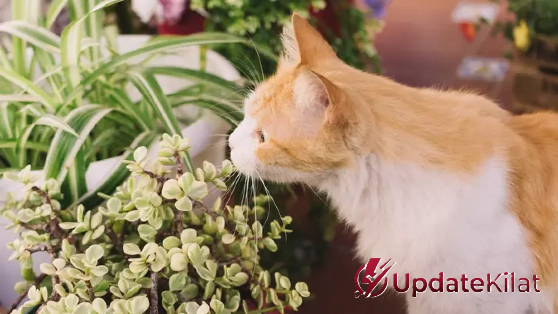 Waspada Estetika Mematikan: 12 Tanaman Hias Populer yang Ternyata Beracun bagi Kucing Kesayangan Anda