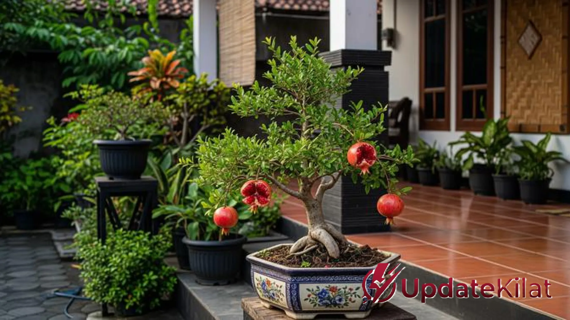 10 Inspirasi Pohon Buah Tabulampot Estetik untuk Teras: Solusi Panen Segar di Lahan Terbatas