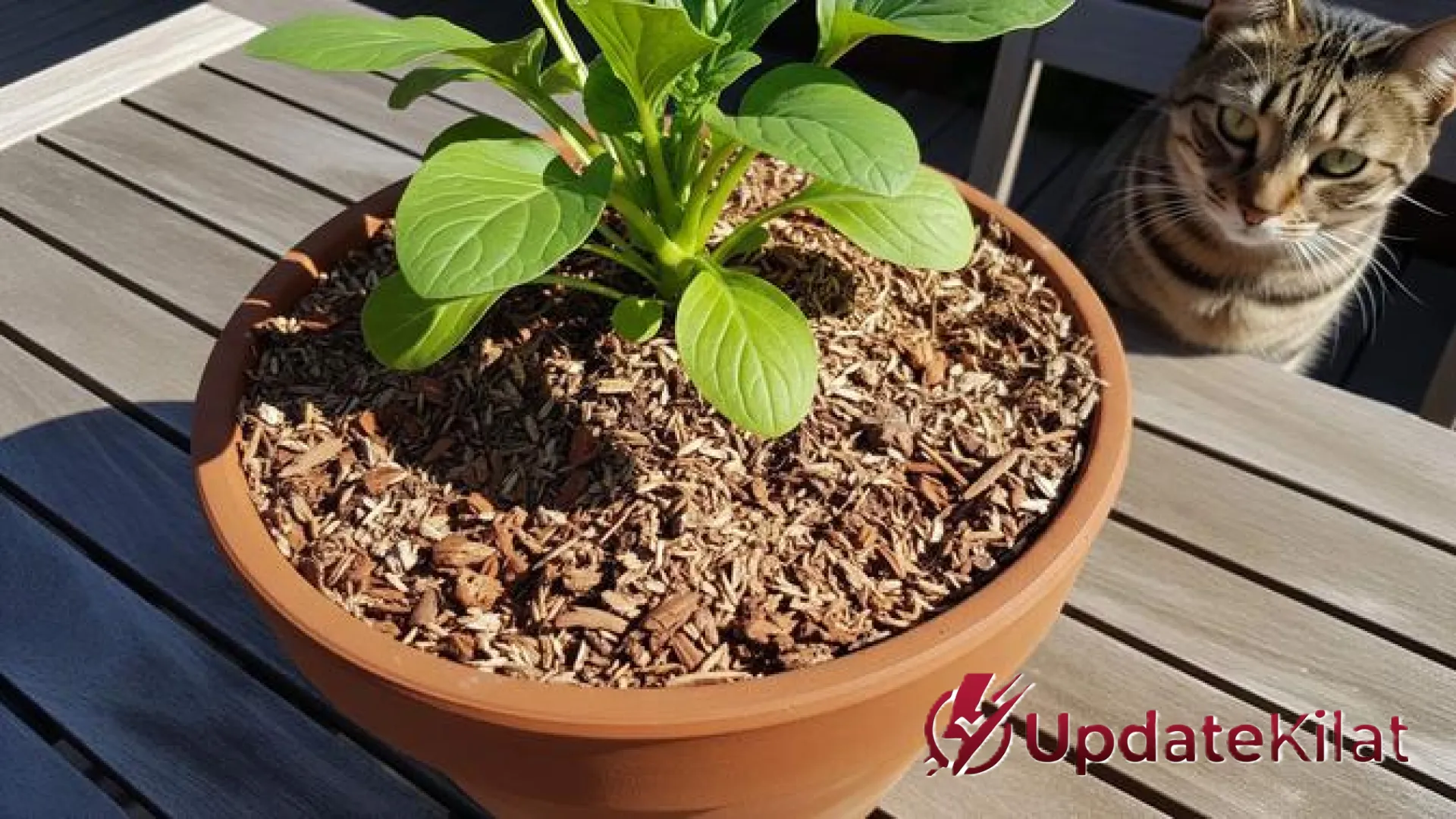 10 Jurus Ampuh Cegah Kucing Buang Air di Pot Tanaman Tanpa Menyakiti, Tetap Estetik dan Wangi!
