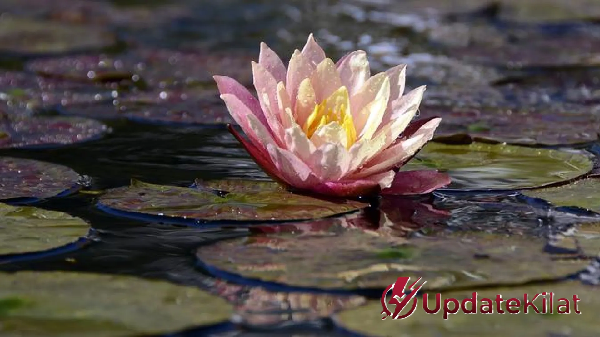 10 Pilihan Tanaman Air Tahan Panas untuk Estetika Taman Outdoor di Iklim Tropis