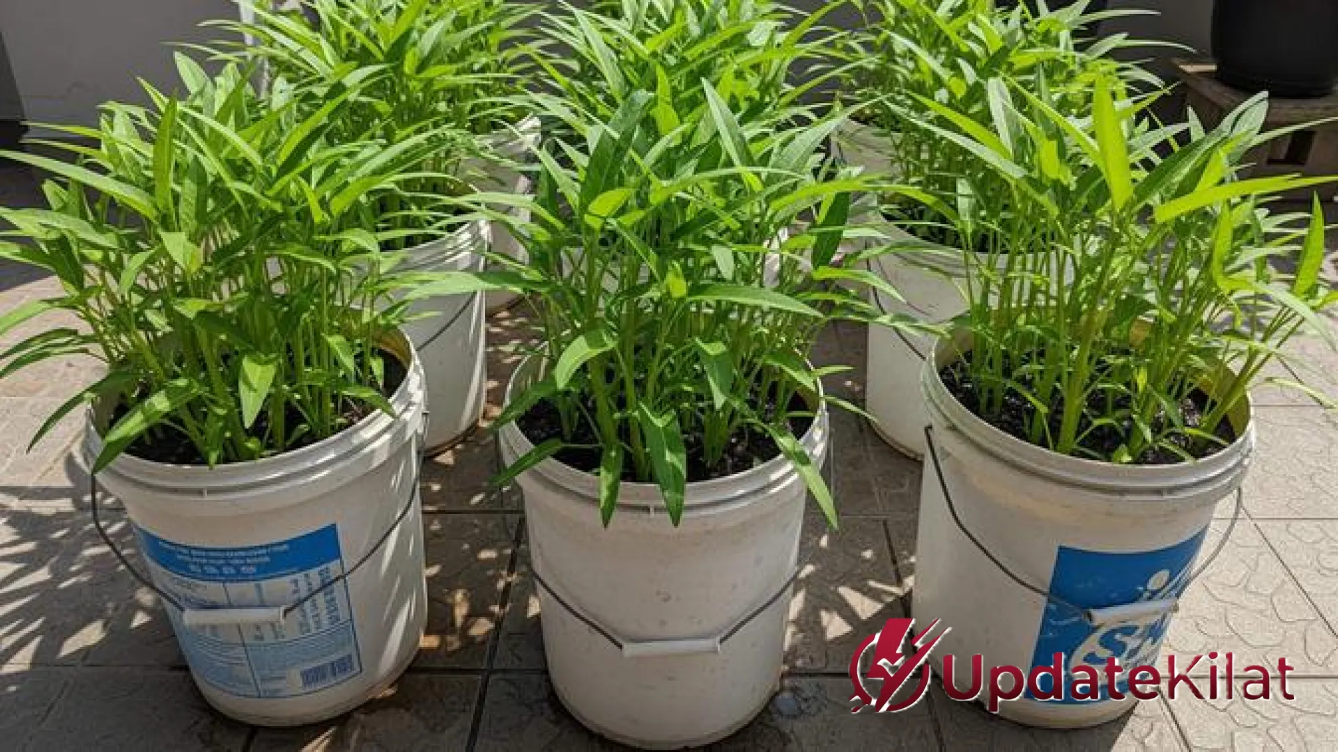 10 Tanaman Sayur di Ember Terbaik: Solusi Praktis Kebun Mandiri yang Hemat Biaya