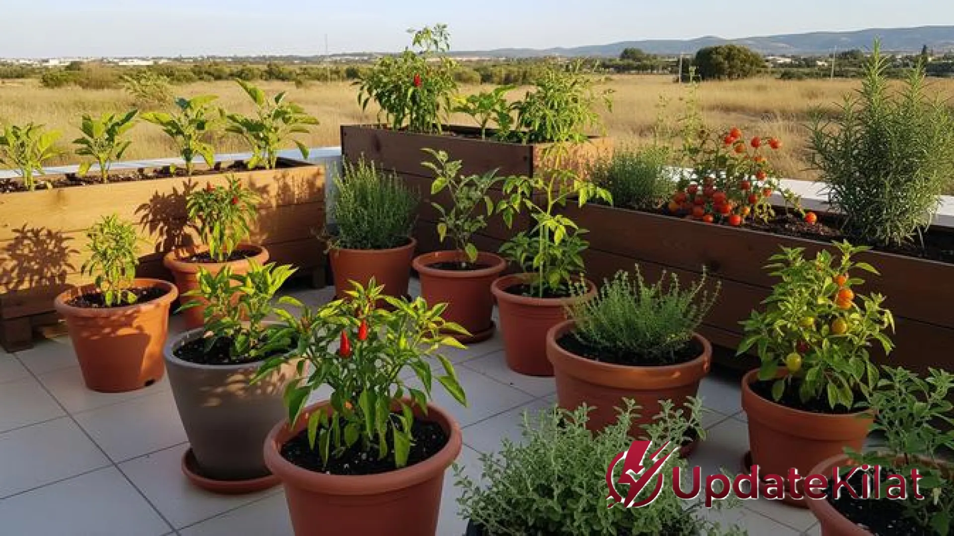 11 Tanaman Sayur Mini Tangguh di Cuaca Terik: Solusi Panen Melimpah Saat Musim Kemarau