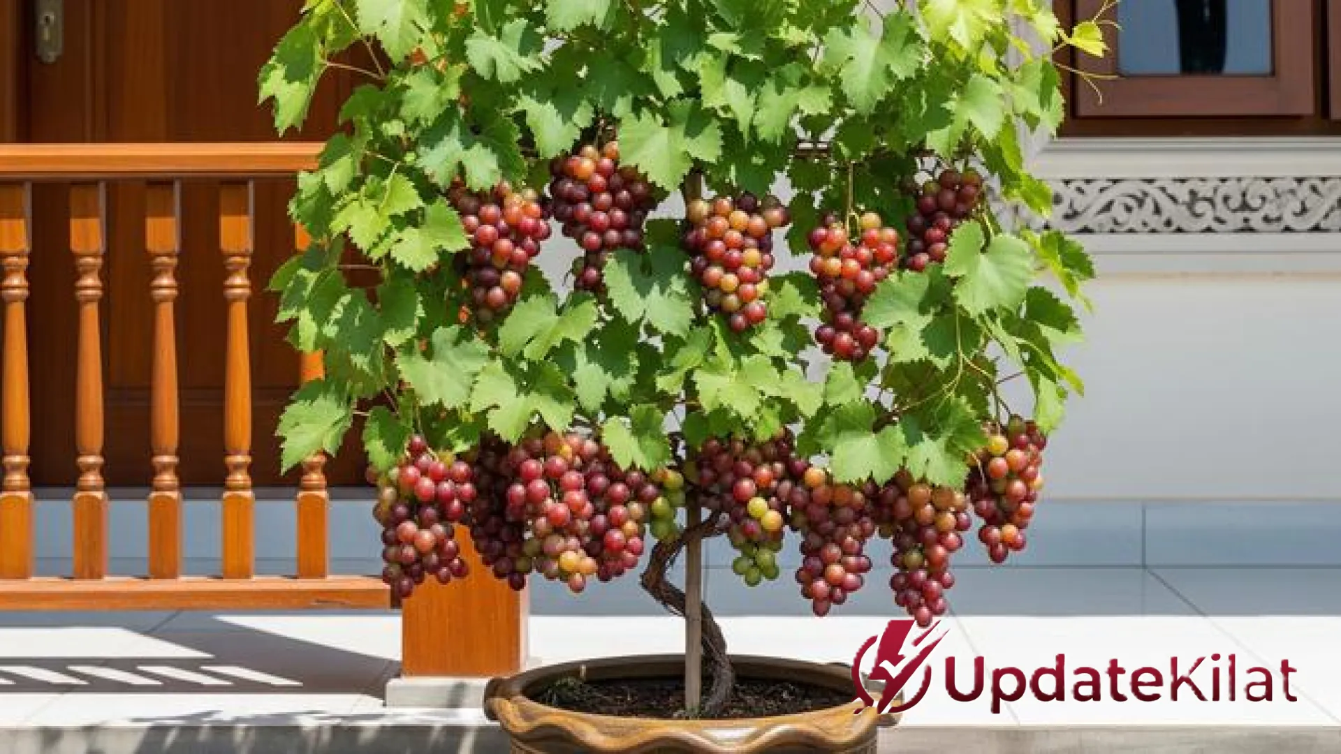 12 Pohon Buah Mini Setinggi 1 Meter untuk Kebun Portabel di Lahan Sempit