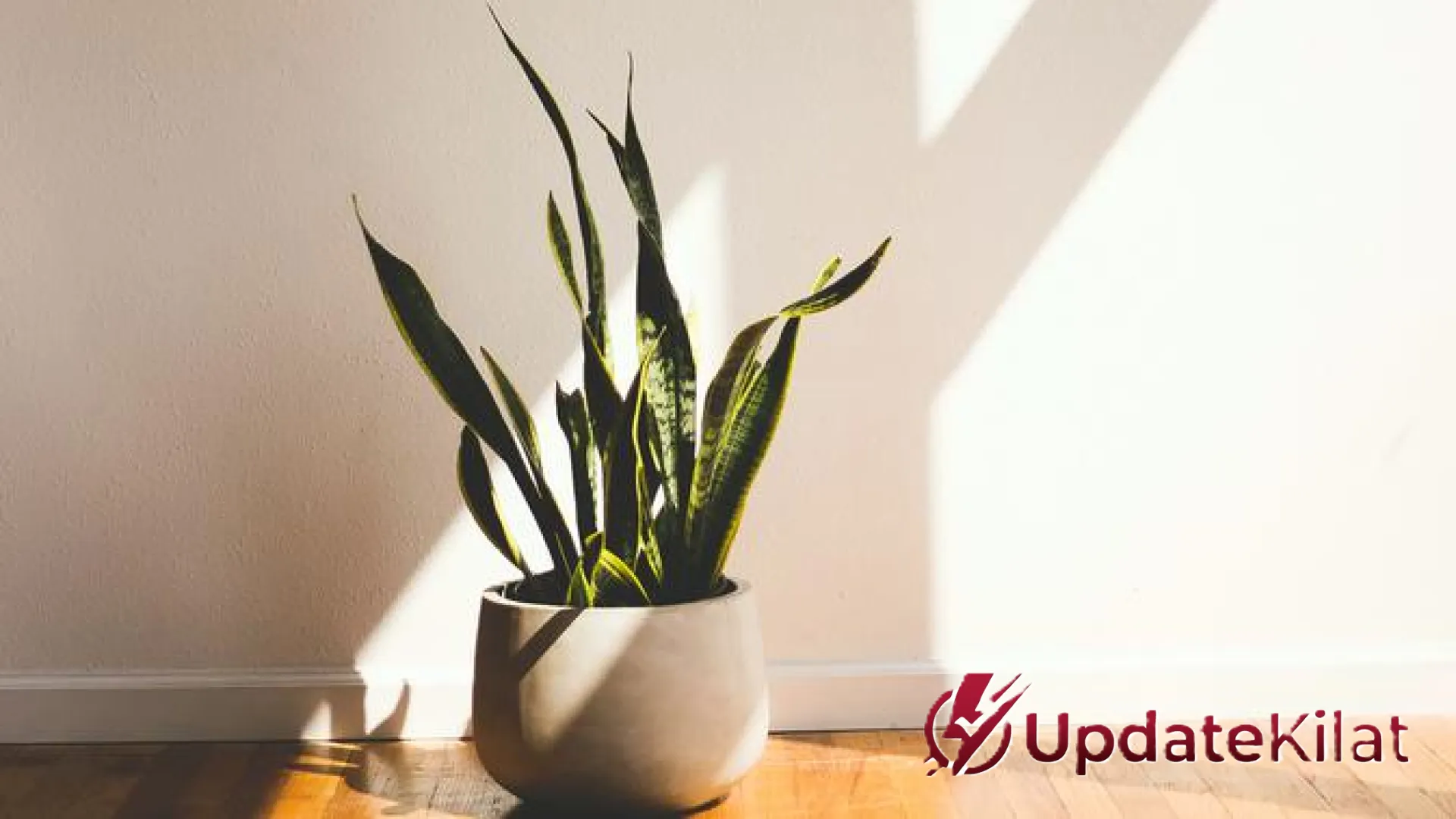 13 Tanaman Hias Murah Meriah dengan Potensi Cuan Tinggi: Ide Bisnis Rumahan yang Menjanjikan