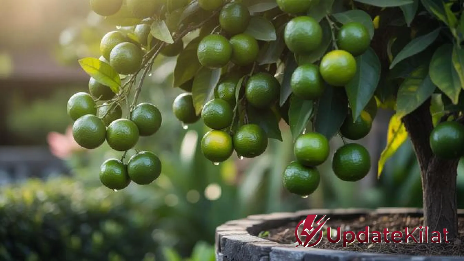 5 Pilihan Pohon Buah Cepat Panen untuk Lahan Sempit: Solusi Hijau di Halaman Minimalis