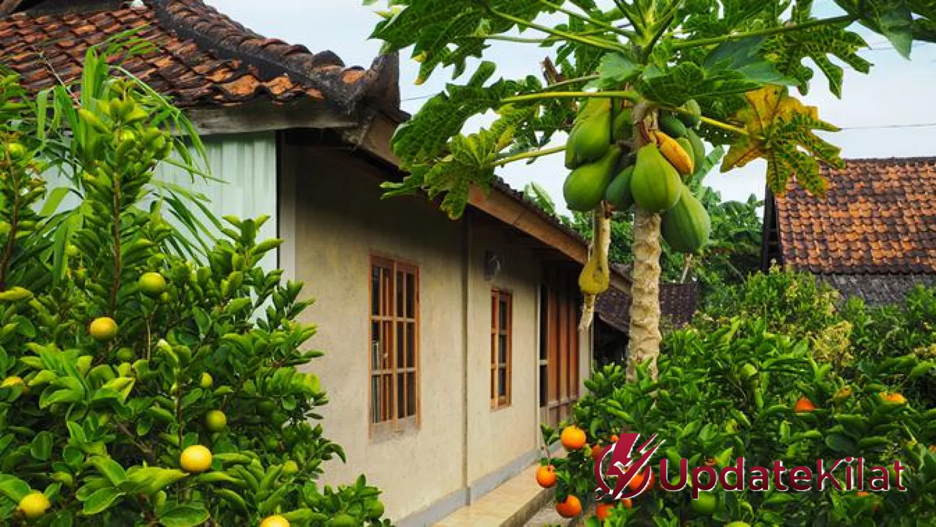 5 Tanaman Buah Mini untuk Sirkulasi Udara Alami: Solusi Cerdas Rumah Sejuk Tanpa AC