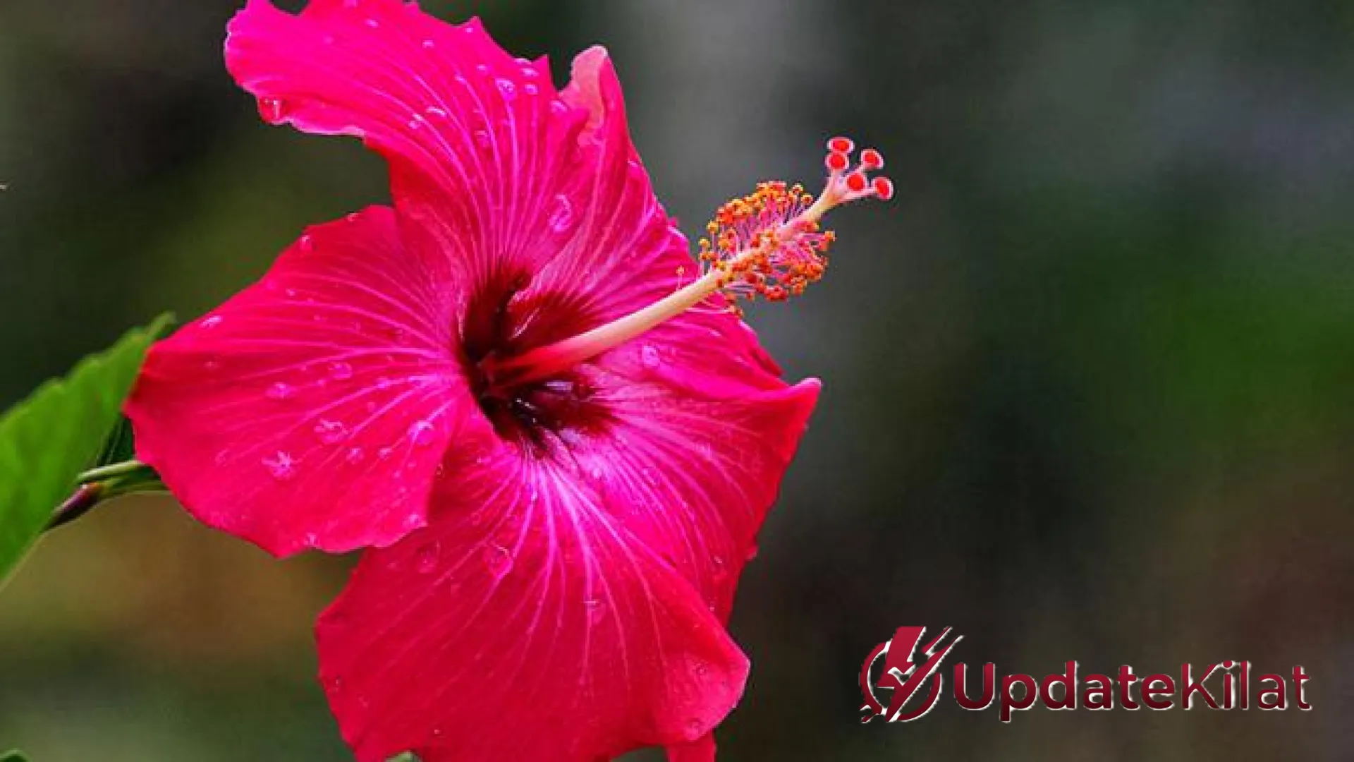 6 Rekomendasi Pohon Bunga yang Mekar Sepanjang Tahun: Bikin Rumah Makin Estetik dan Asri