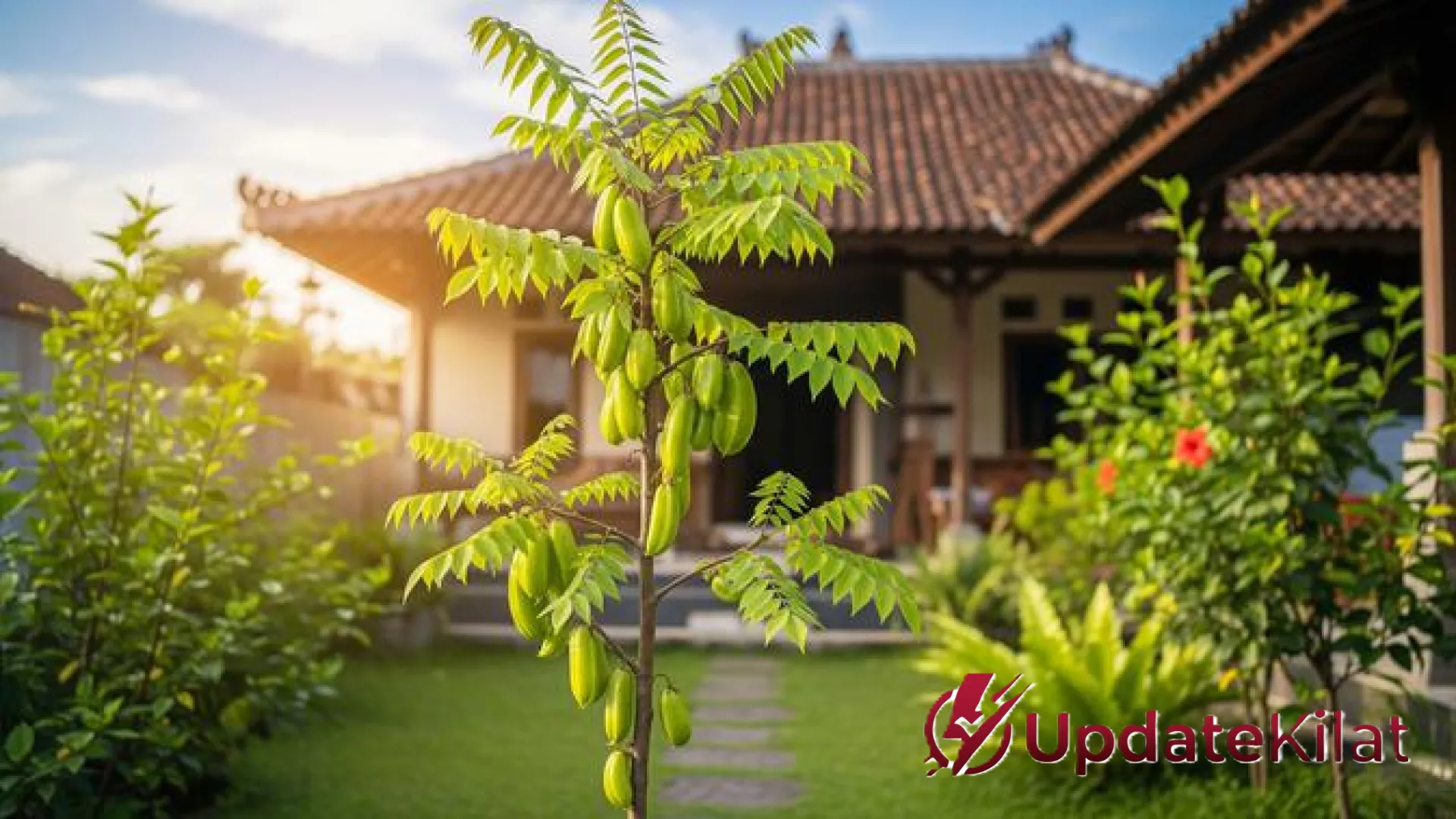 7 Pilihan Tanaman Buah Minim Perawatan: Solusi Cerdas Berkebun Bagi Pemula yang Sibuk