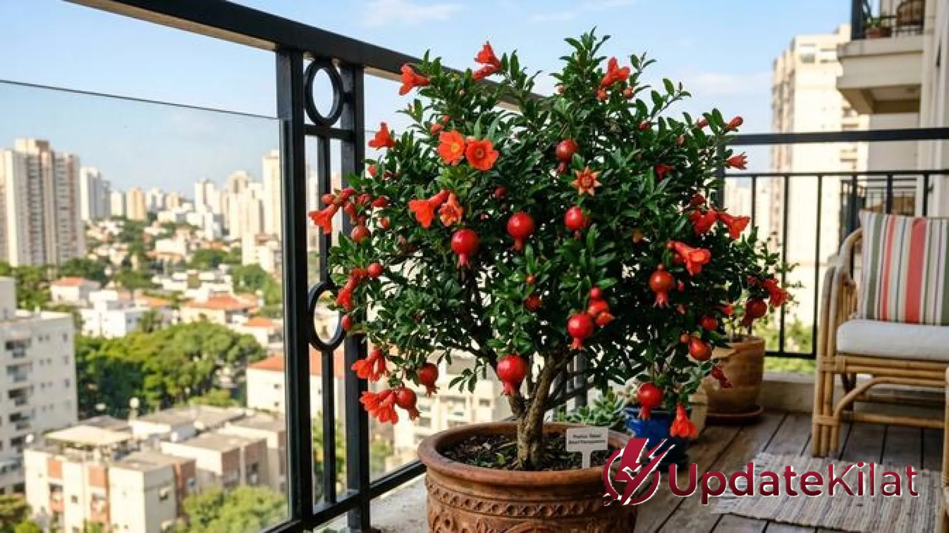 7 Rekomendasi Pohon Buah Mini yang Tetap Produktif di Balkon Terik: Solusi Hijau Lahan Sempit