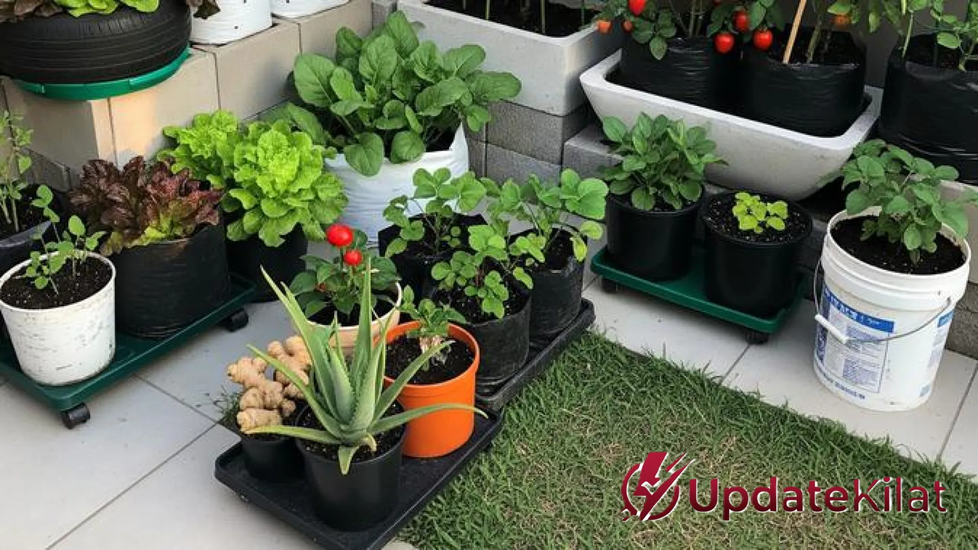 7 Strategi Cerdas Menyulap Sisa Dapur Menjadi Kebun Produktif di Rumah