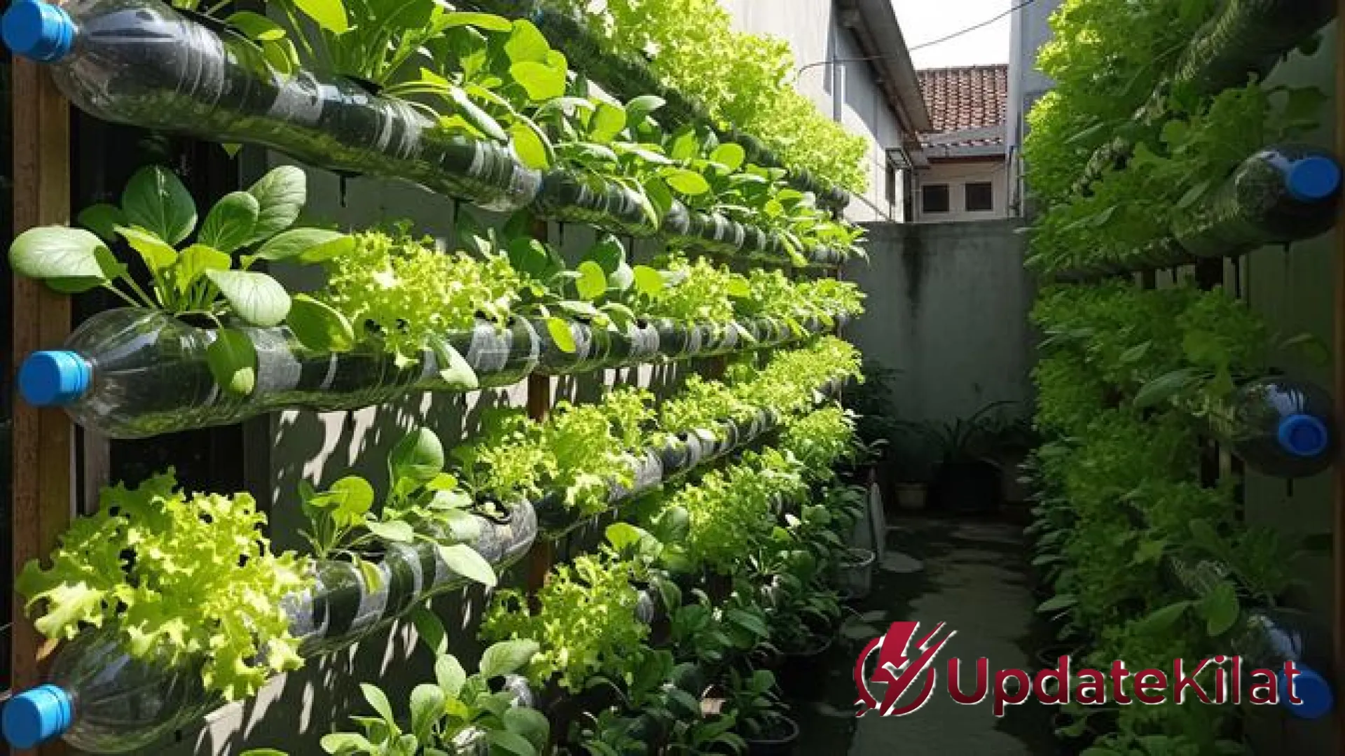 9 Barang Bekas untuk Material Hidroponik: Ubah Limbah Rumah Tangga Jadi Kebun Produktif yang Hemat