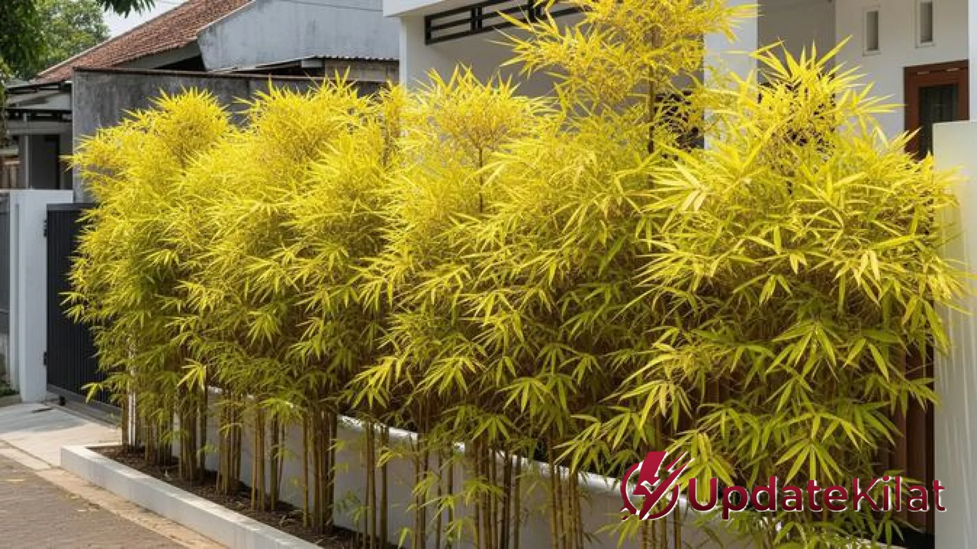 9 Pilihan Pohon Hias Estetik untuk Pagar Rumah yang Aman bagi Fondasi Bangunan