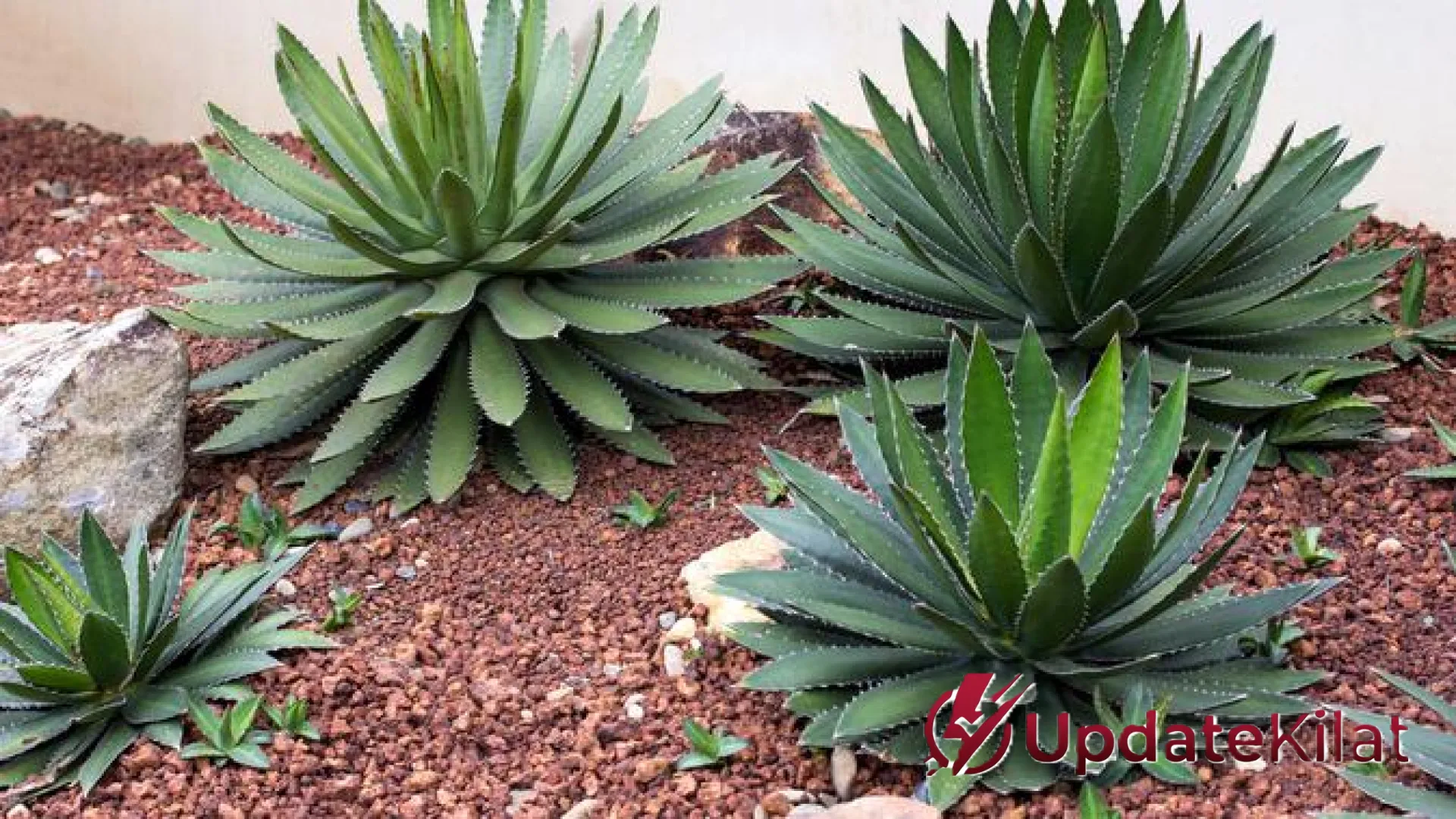 9 Rekomendasi Tanaman Berdaun Tebal yang Tangguh Hadapi Cuaca Terik: Tetap Hijau Tanpa Repot