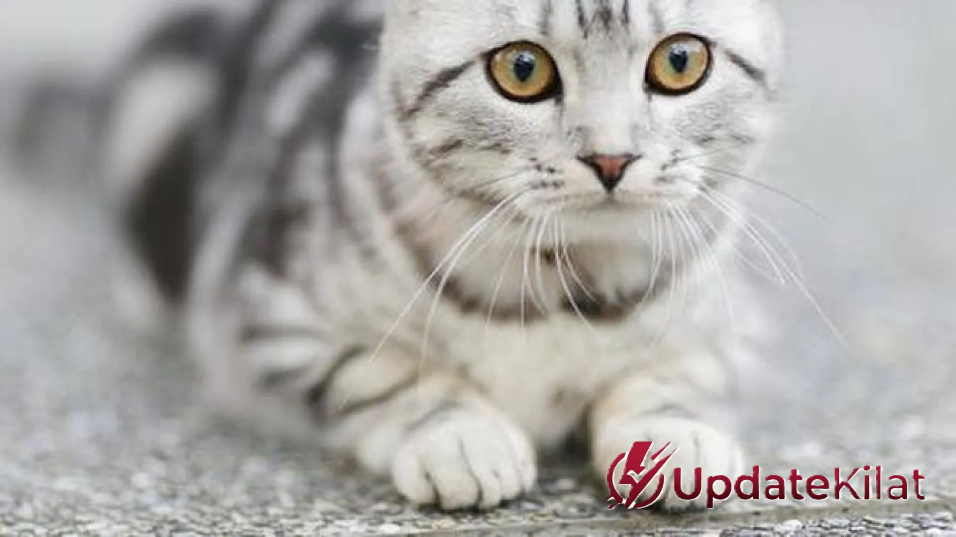 9 Strategi Ampuh Mengatasi Kucing Liar yang Buang Kotoran Sembarangan di Halaman Rumah