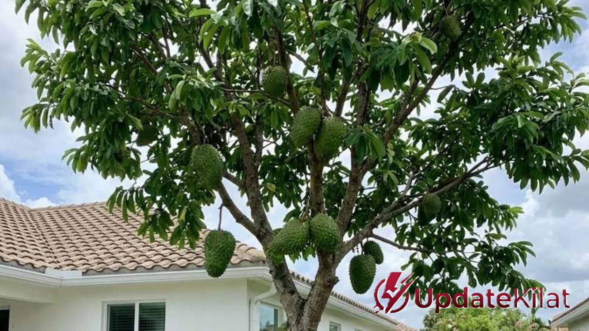 9 Strategi Jitu Merangsang Pohon Sirsak Agar Berbuah Lebat dan Manis Tanpa Gagal