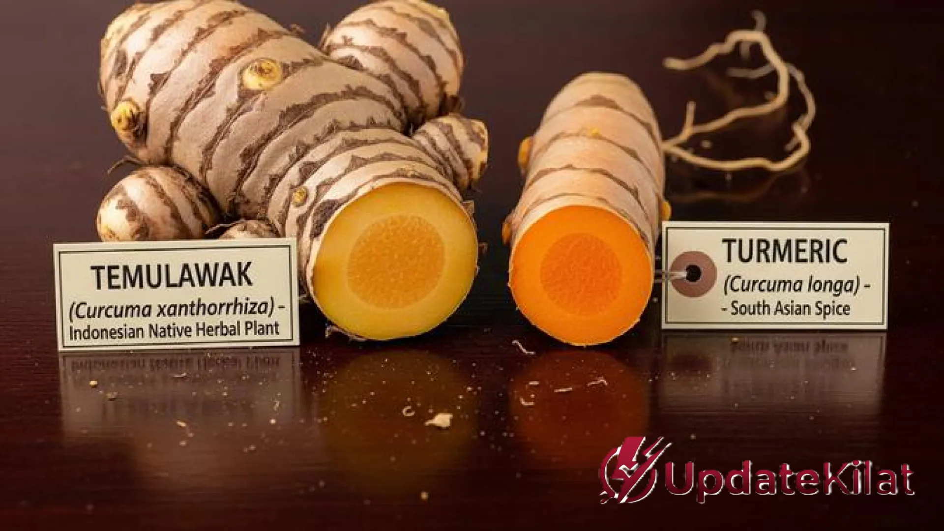 Bedah Tuntas Temulawak vs Kunyit: Dari Rahasia Fisik hingga Khasiat yang Sering Tertukar