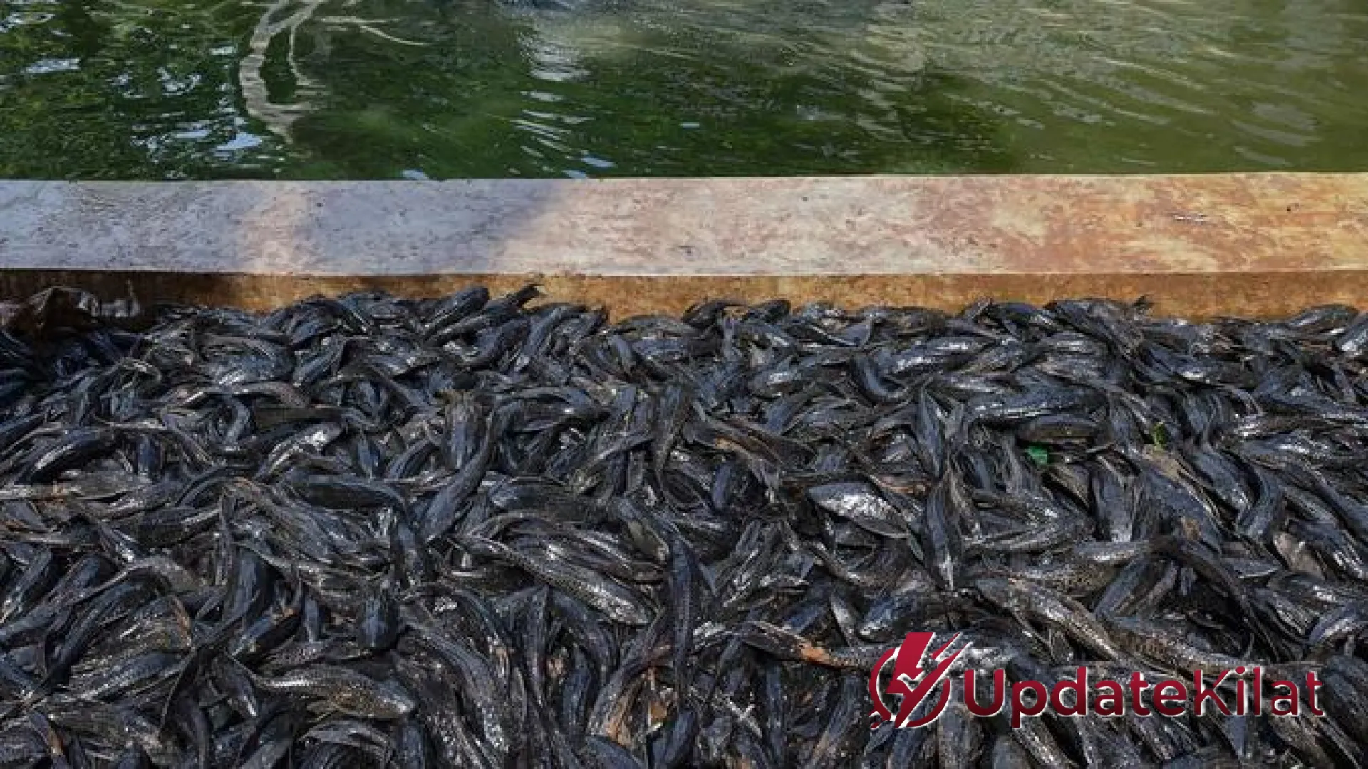 Buntut Kritik MUI Soal Ikan Sapu-sapu Dikubur Hidup-hidup, Pemprov DKI Jakarta Cari Solusi Lebih Beradab