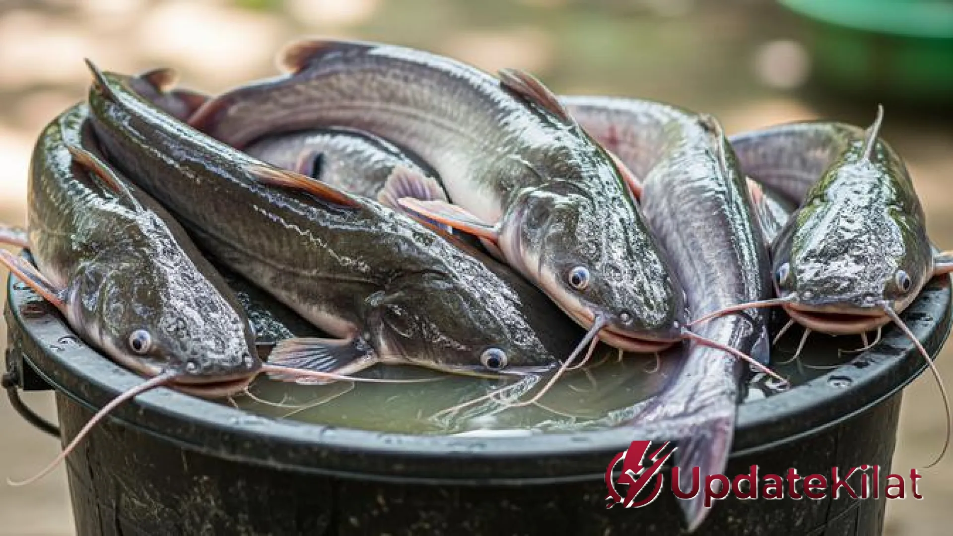 Cara Memulai Ternak Ikan Cepat Panen: Strategi Modal Minim untuk Keuntungan Maksimal dalam Sebulan