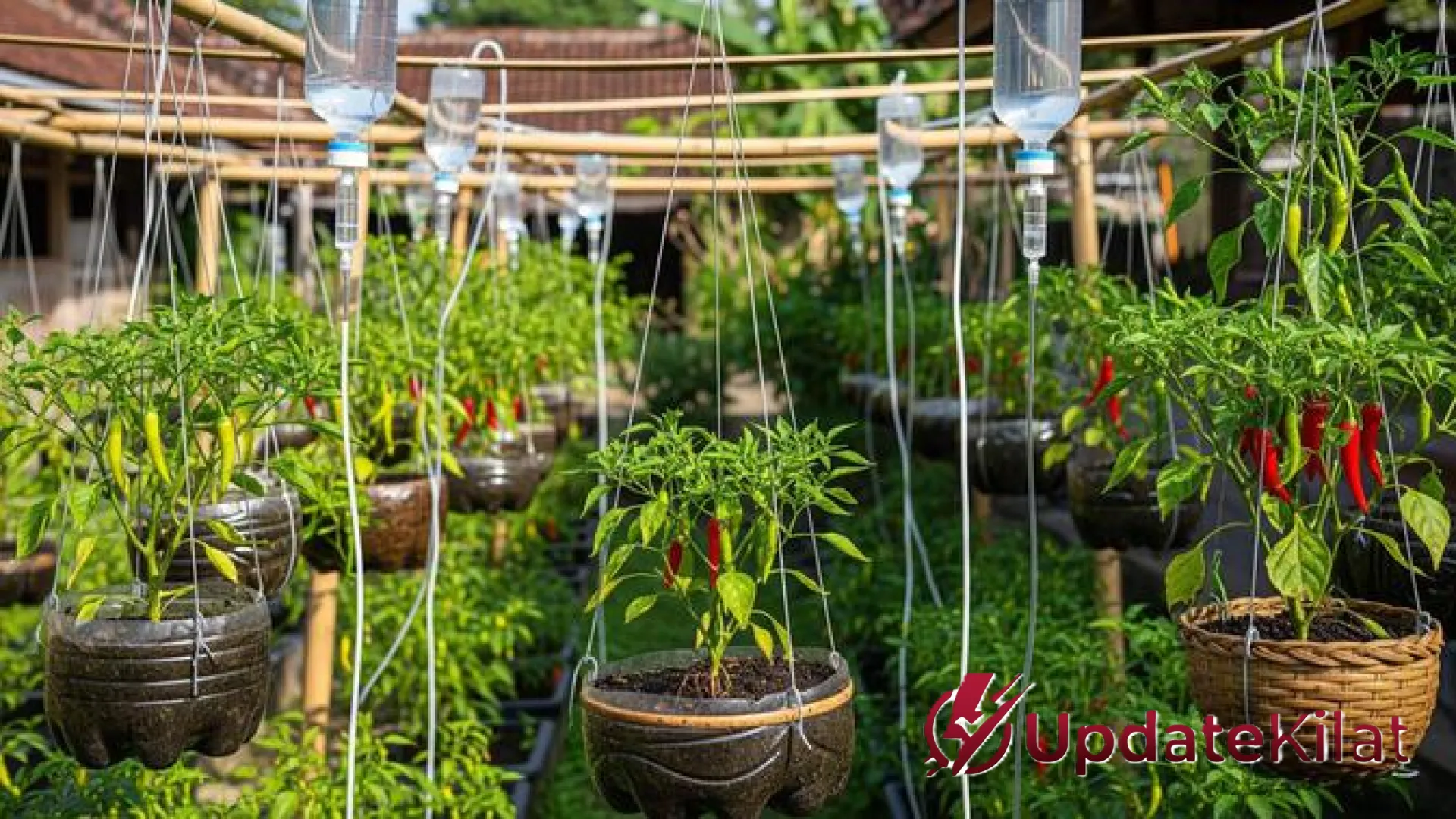 Inovasi Kebun Cabai Gantung: Strategi Cerdas Bertani di Lahan Sempit ala Urban Farming