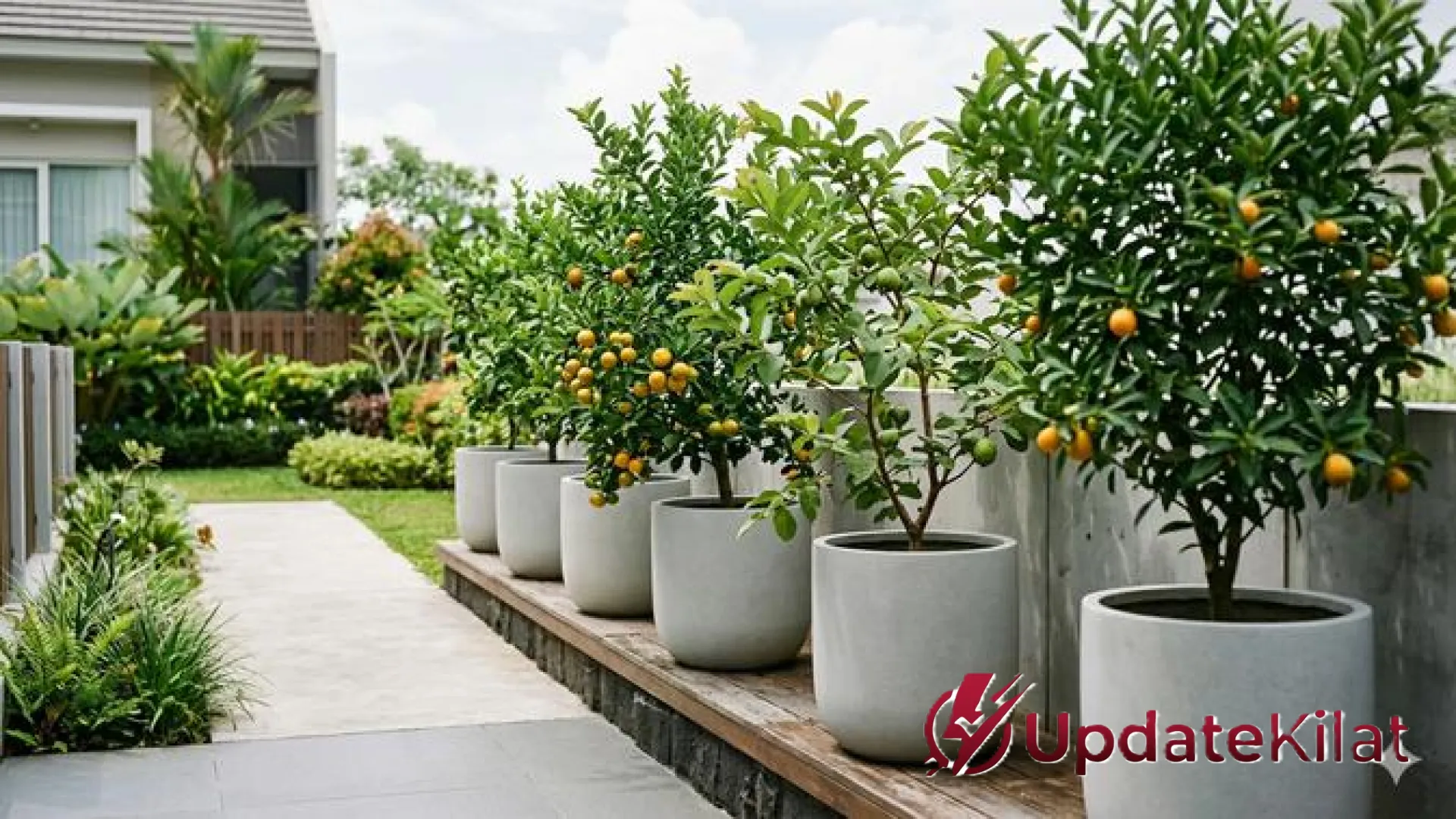 Inspirasi Tabulampot Estetik: Sulap Lahan Sempit Jadi Kebun Buah Produktif yang Instagramable