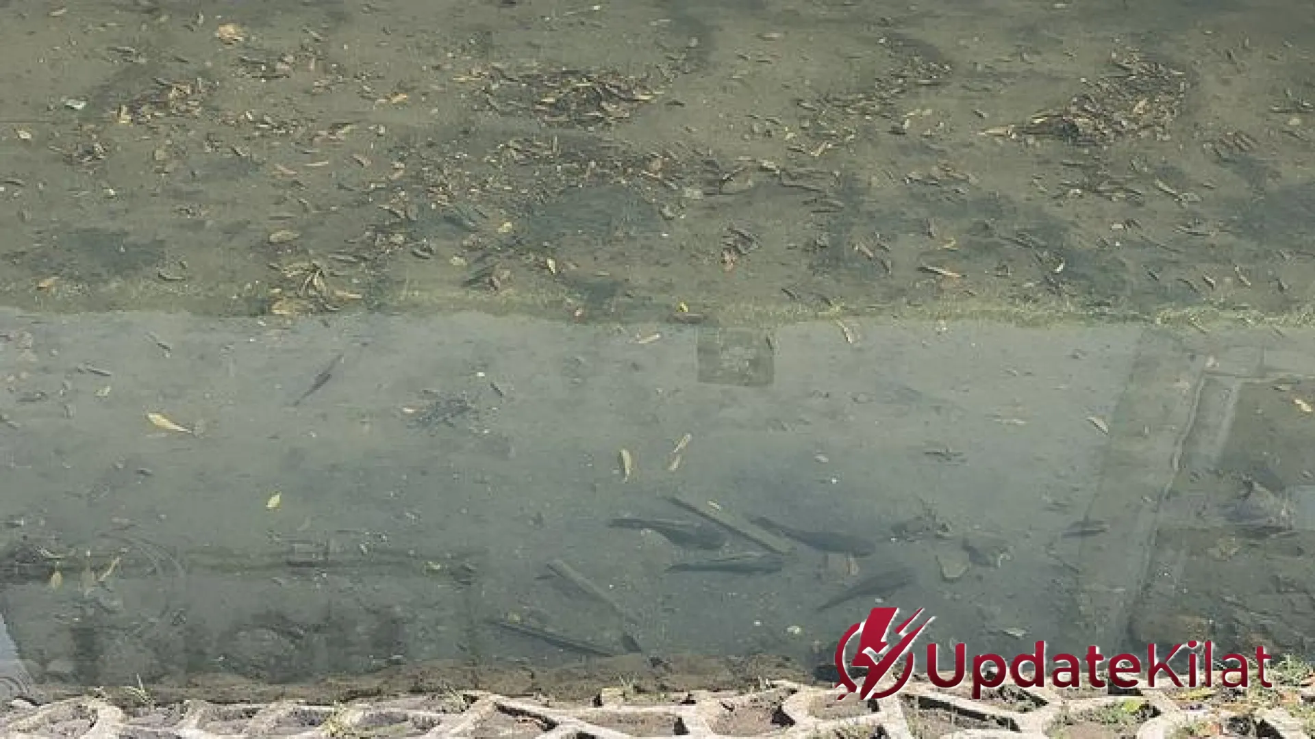 Invasi Ikan Sapu-Sapu di Kali Cideng: Jantung Jakarta Masih ‘Dikepung’ Spesies Invasif