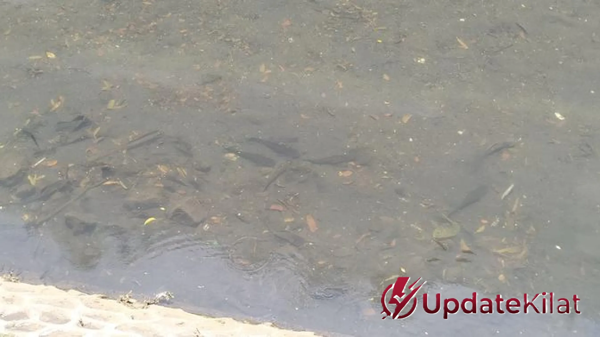 Invasi Ikan Sapu-Sapu di Kawasan Bundaran HI Berhasil Diredam, 6 Karung Hama Diangkut Petugas