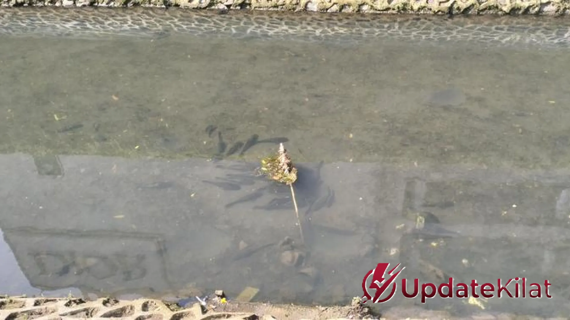 Invasi “Monster” Amazon di Jakarta: Mengapa Ikan Sapu-Sapu Lebih Mengancam Ketimbang Piranha?