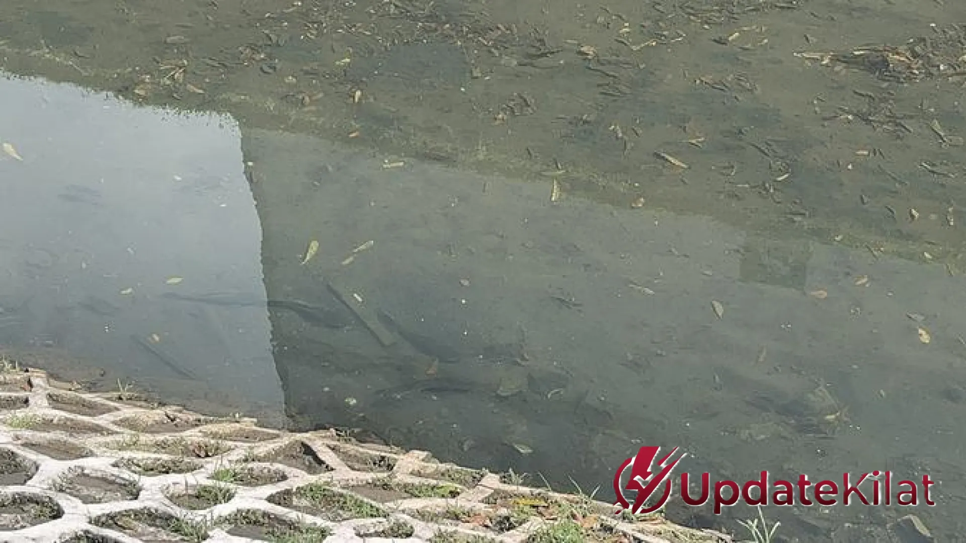 Jakarta Hari Ini: Fenomena Ikan Sapu-Sapu di Kali Cideng hingga Isu Bocornya Dokumen Pertahanan AS