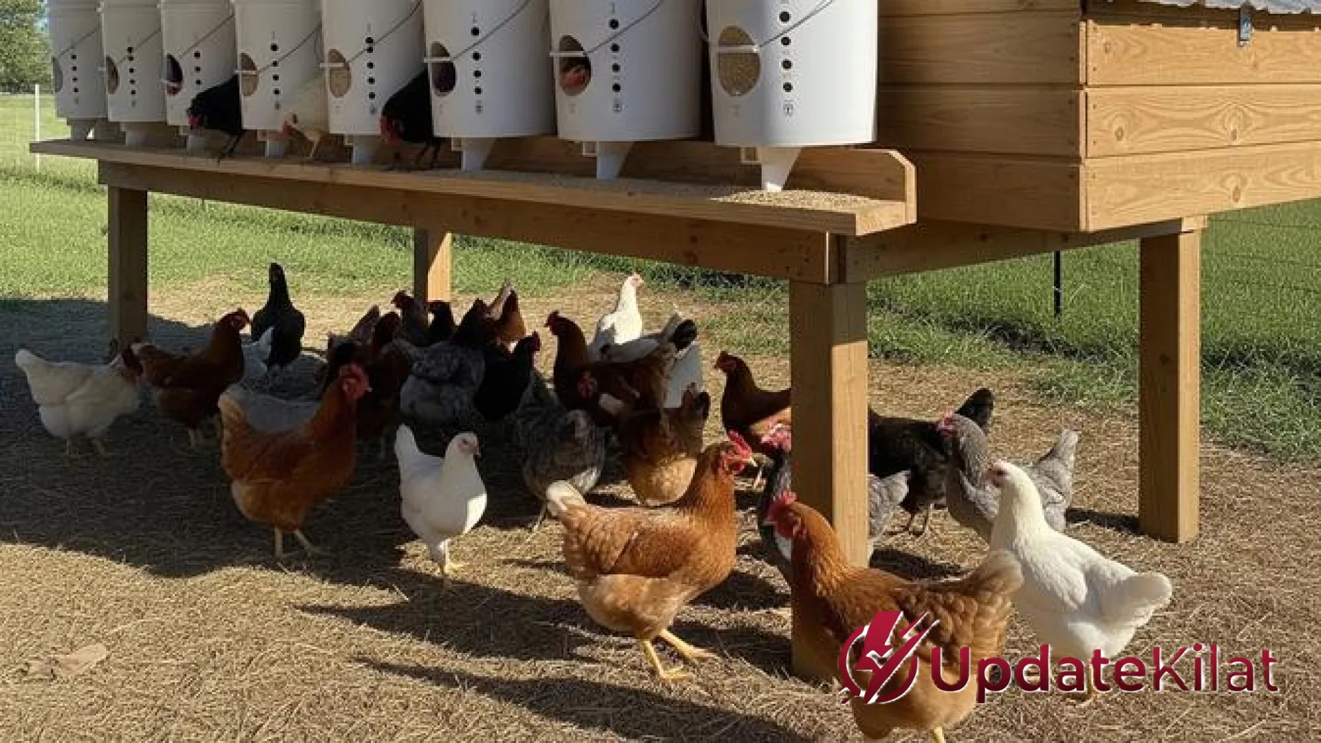 Jangan Asal Hemat! 5 Jenis Barang Bekas yang Berbahaya Jika Dijadikan Wadah Pakan Ayam