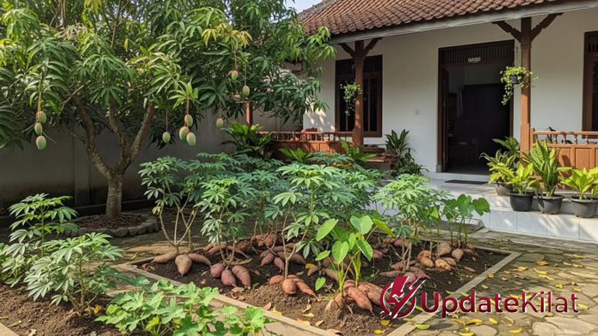 Jangan Salah Pilih Tetangga! 7 Tanaman Ini Diam-diam Bisa Menyabotase Pertumbuhan Pohon Buah Anda