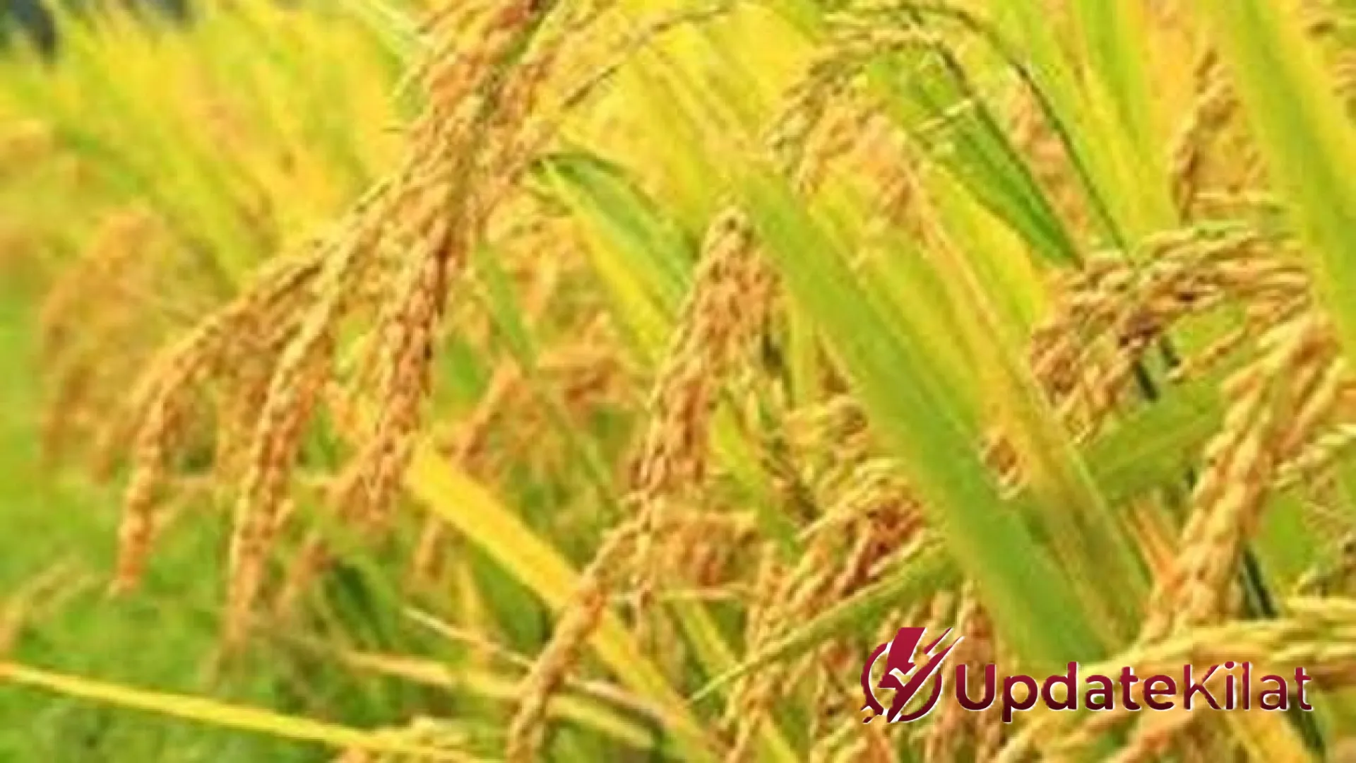 Jangan Salah Semprot! Panduan Lengkap Membedakan Hama dan Bakteri pada Tanaman Padi