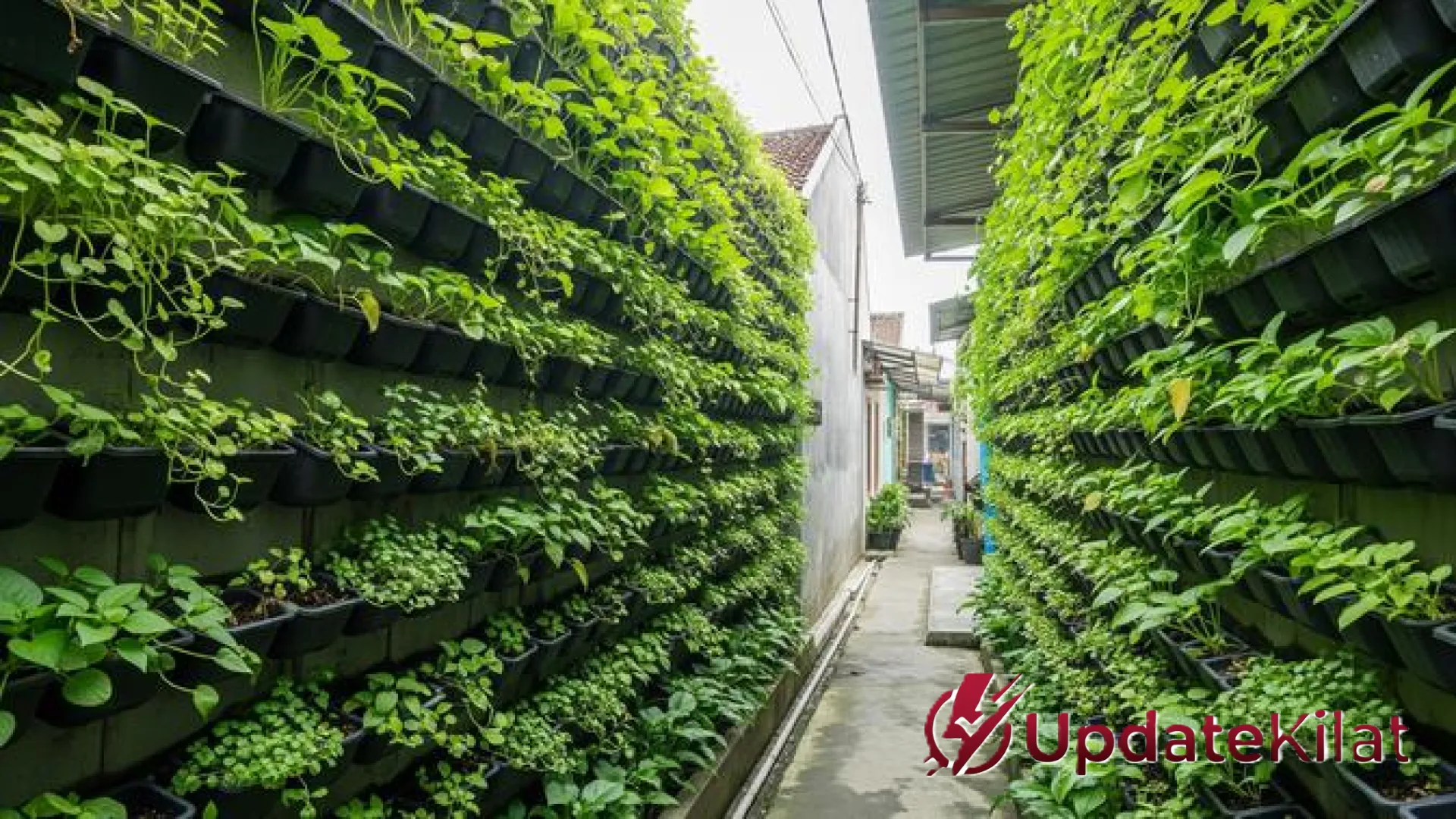 Kreasi Hidroponik Vertikal: Ubah Tembok Sempit Jadi Kebun Sayur Segar dengan Pipa PVC