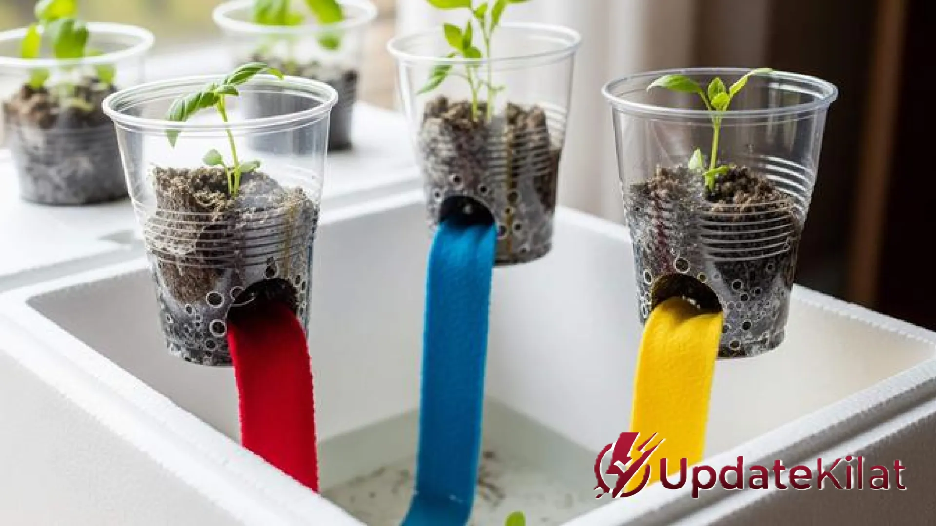 Kreatif dan Hemat! 7 Barang Bekas di Rumah Ini Bisa Disulap Jadi Pengganti Netpot Hidroponik