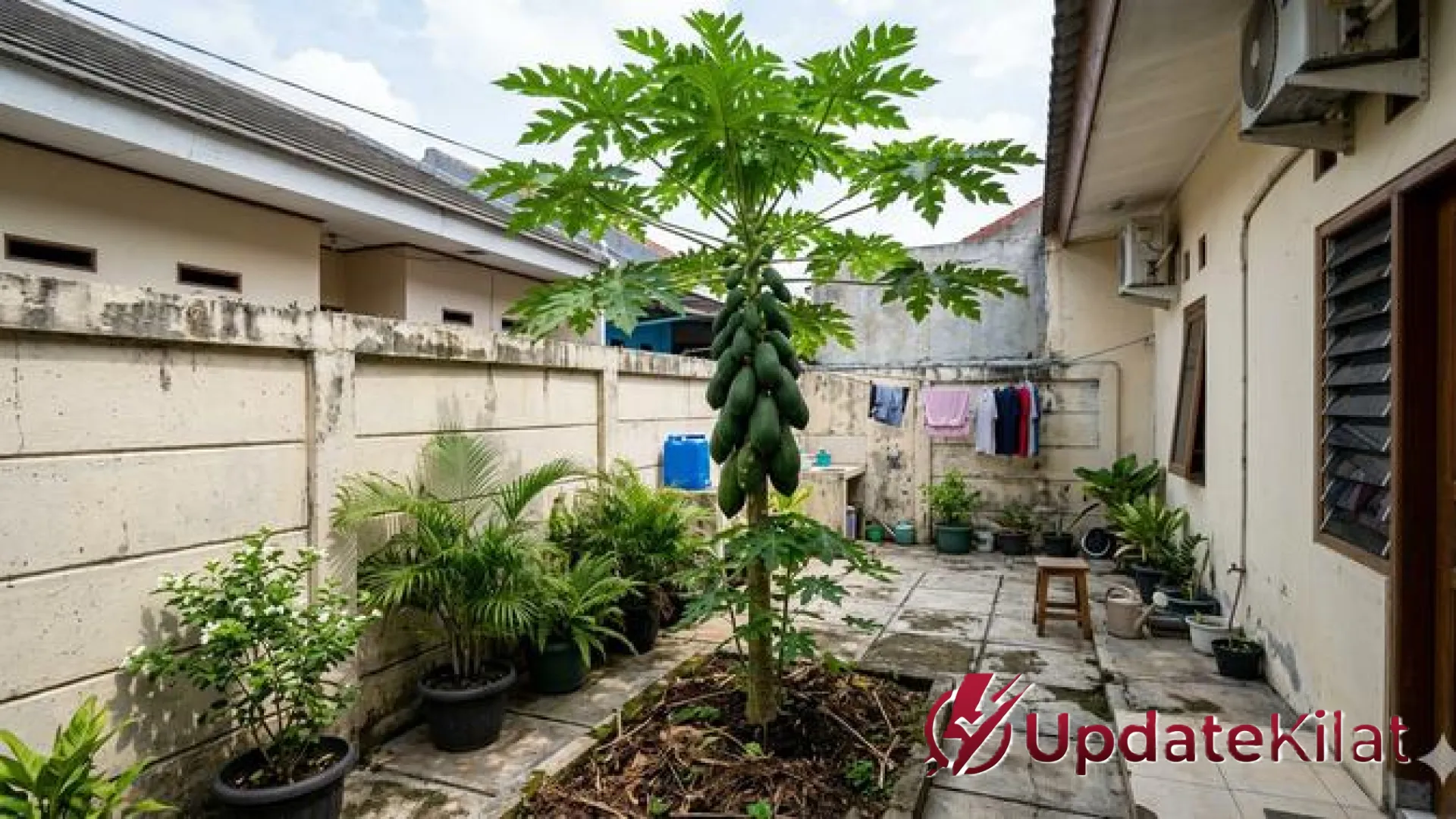 Lahan Sempit Bukan Halangan: 7 Pilihan Tanaman Buah yang Bisa Tumbuh Subur di Area 1×1 Meter