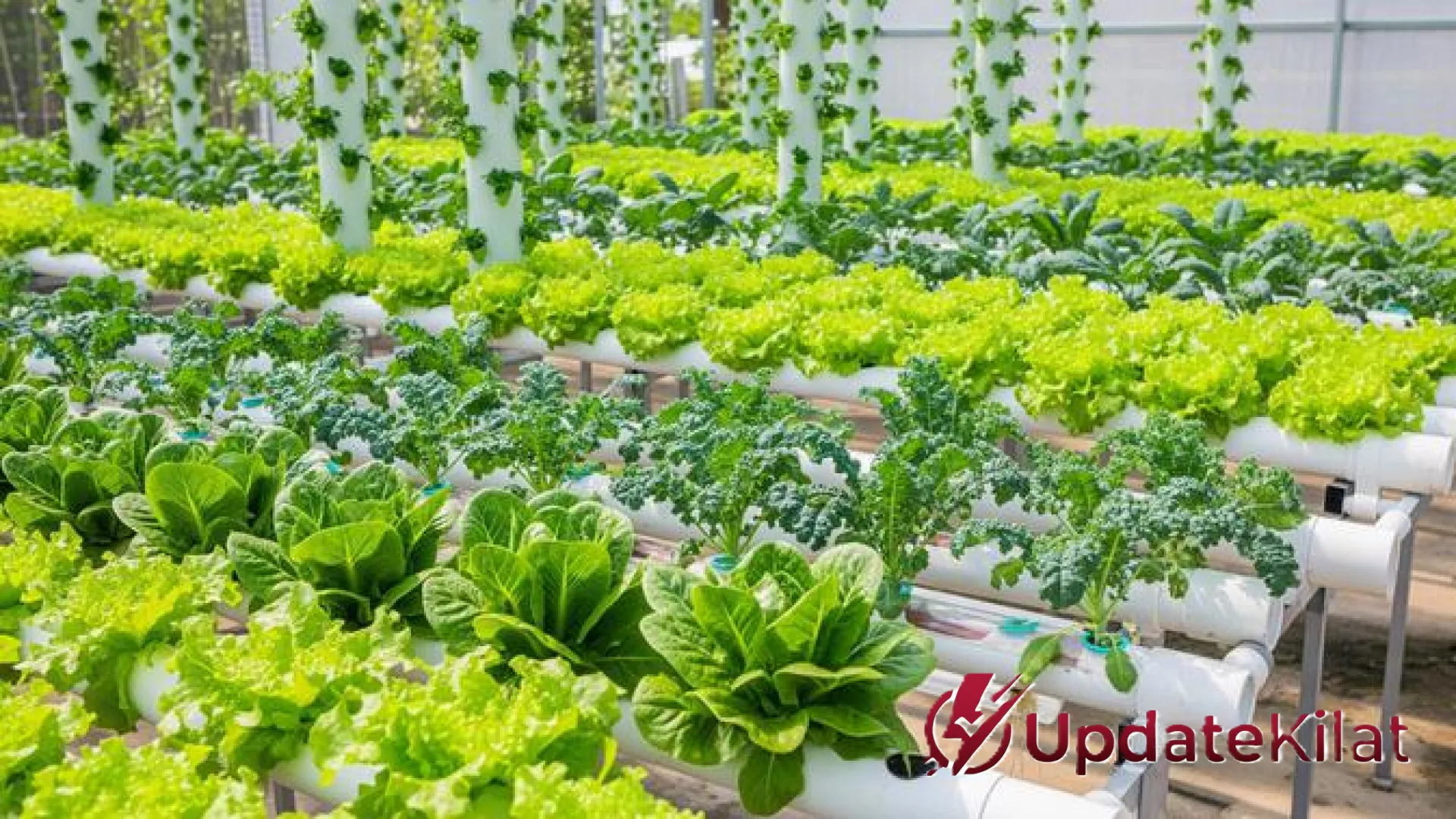 Mana Lebih Bergizi? Menimbang Duel Nutrisi Sayur Hidroponik vs Konvensional