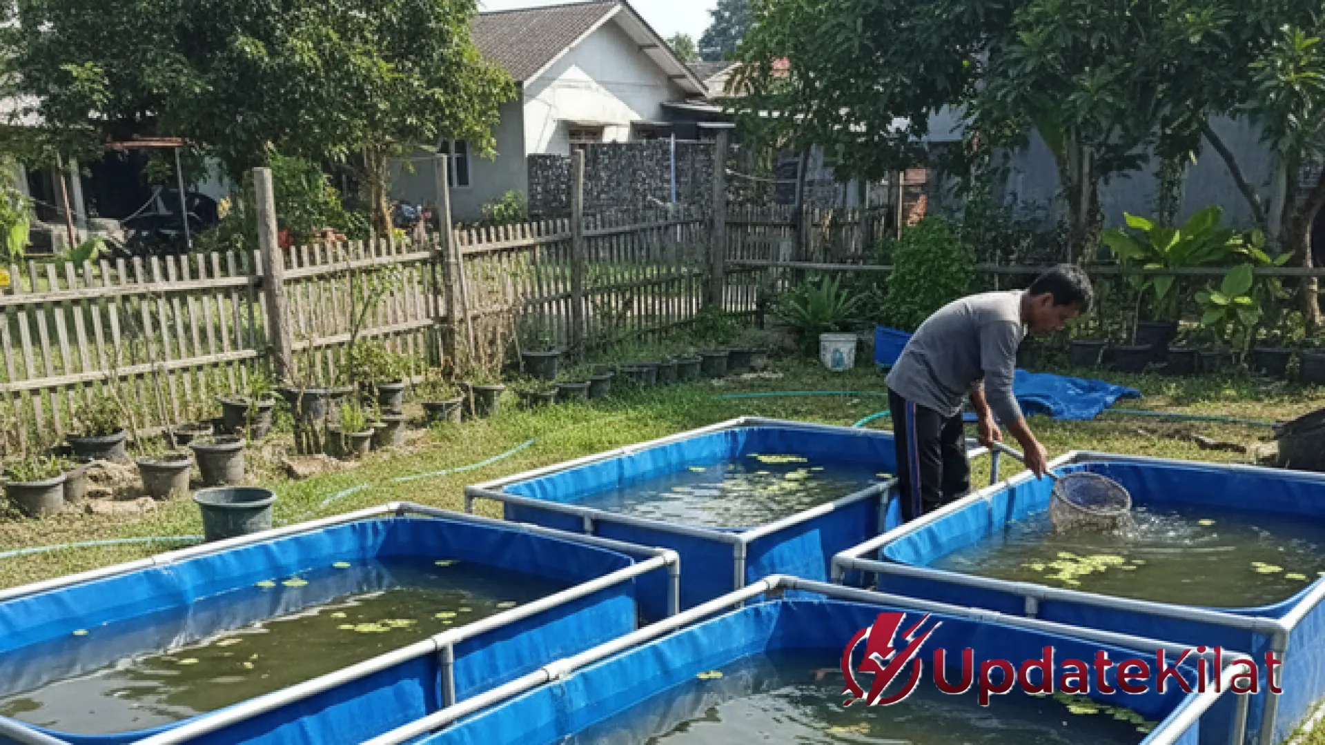 Membangun Kemandirian di Desa: Strategi Cuan Ternak Ikan dengan Siklus Panen 4 Bulan